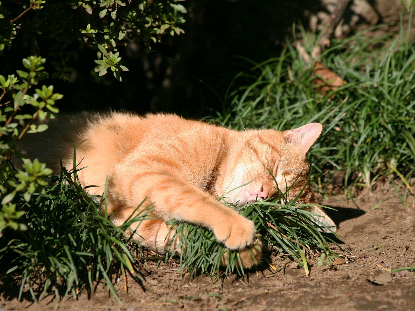 есть кошка, которая лежит в траве