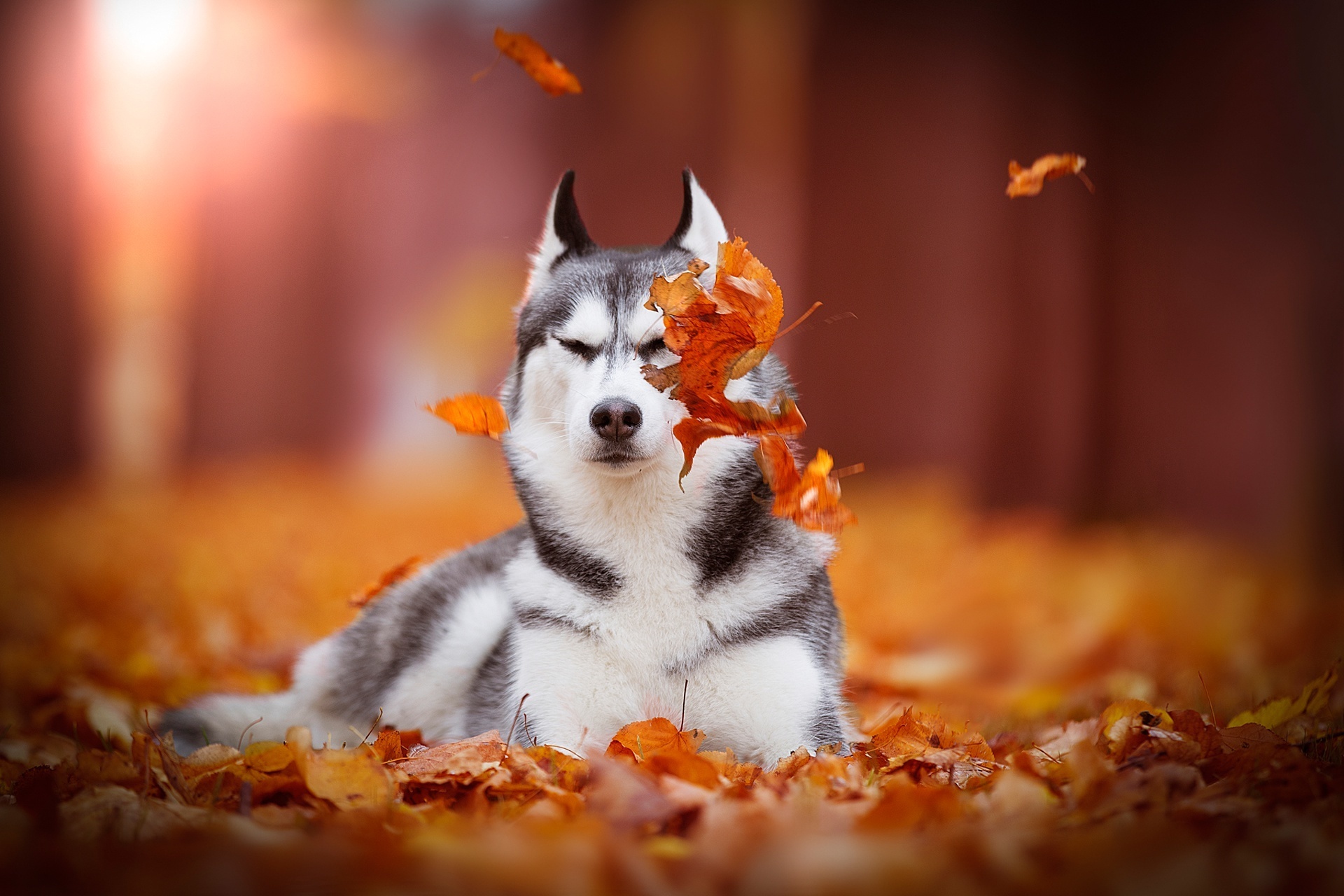 Осенний зверь. Сибирский хаски. Животные осенью. Собака осень. Хаски осень.
