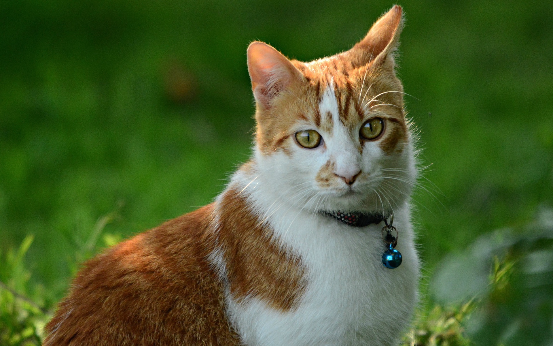 gato, jengibre