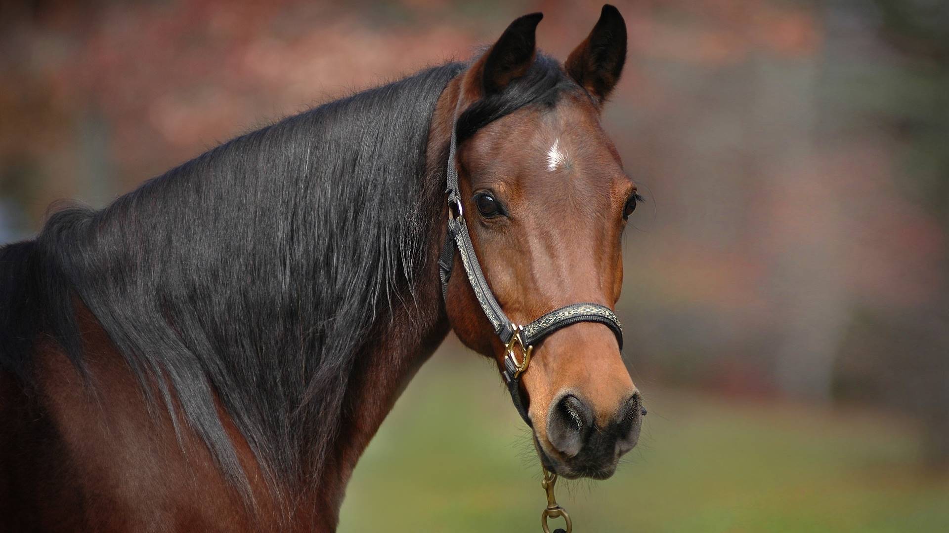 лох, животное, голова