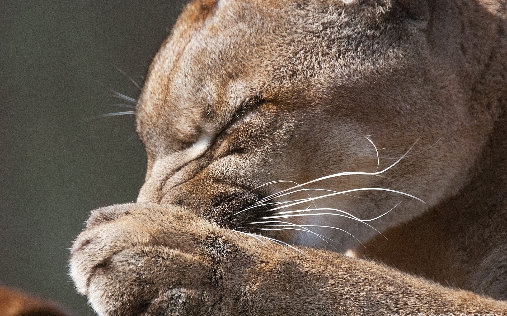 zhivotnye No 132401 Разрешение 1920x1200