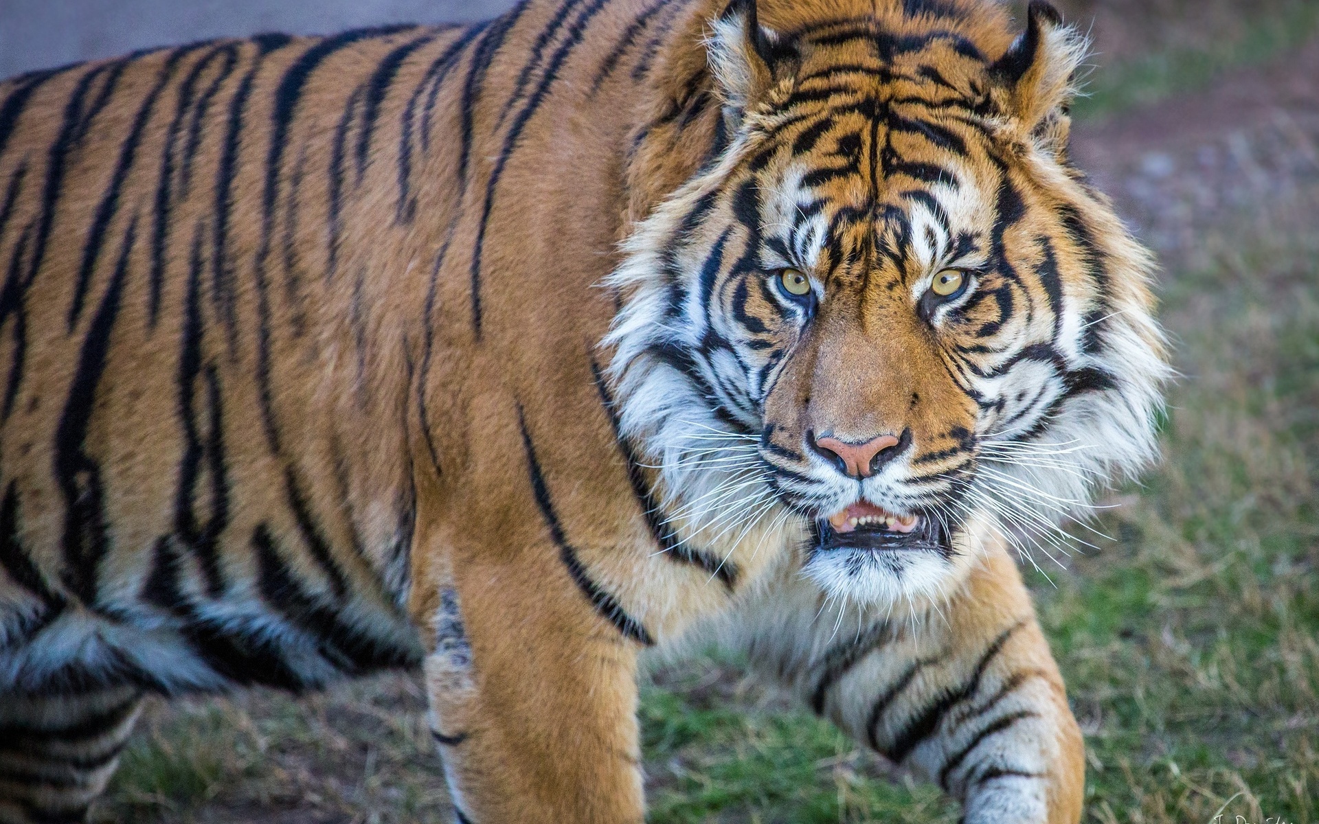 животные, конкурс, тигры