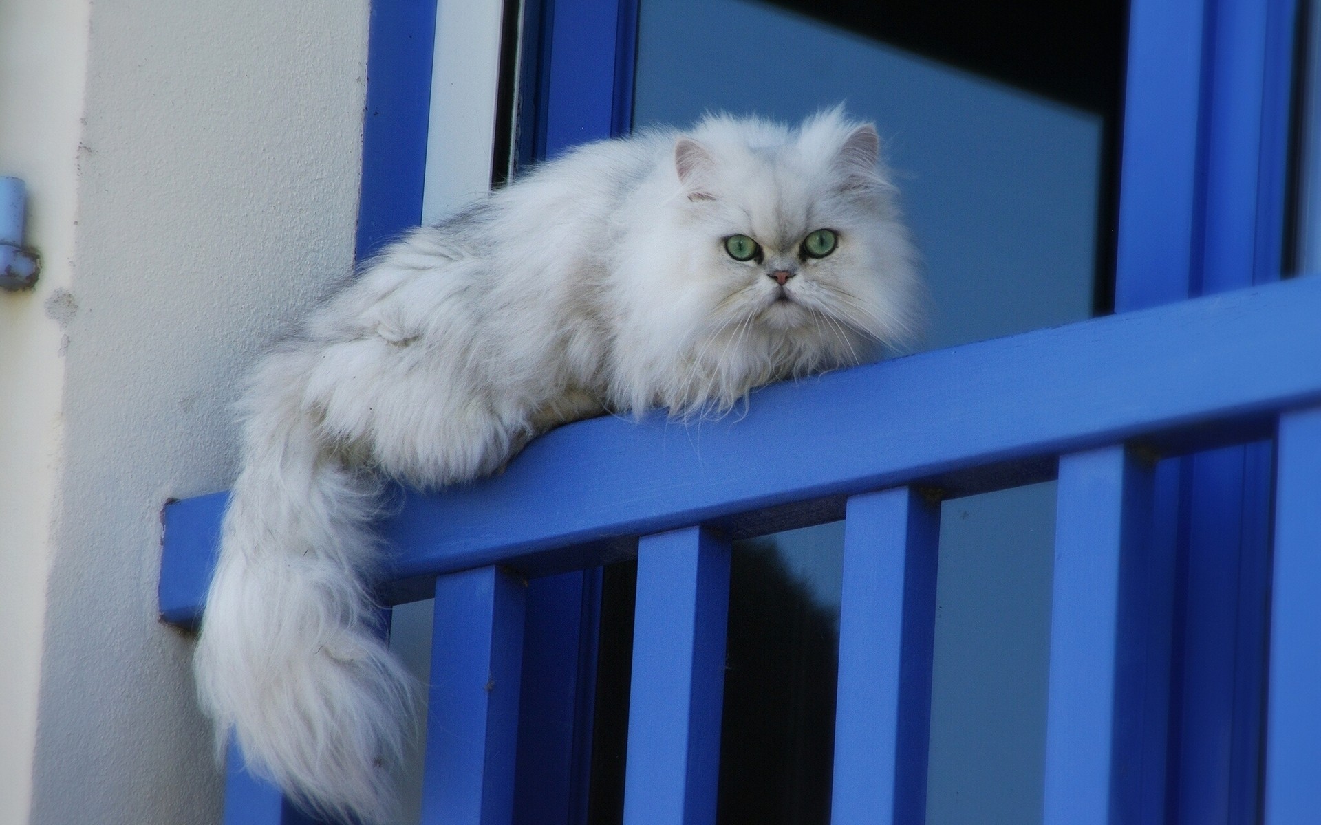 шпалери, кот, компьютер
