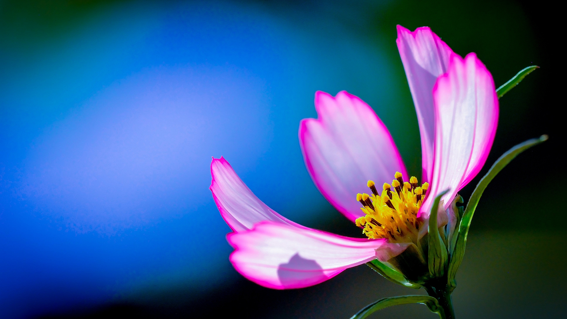 цветы, розовый, лепесток