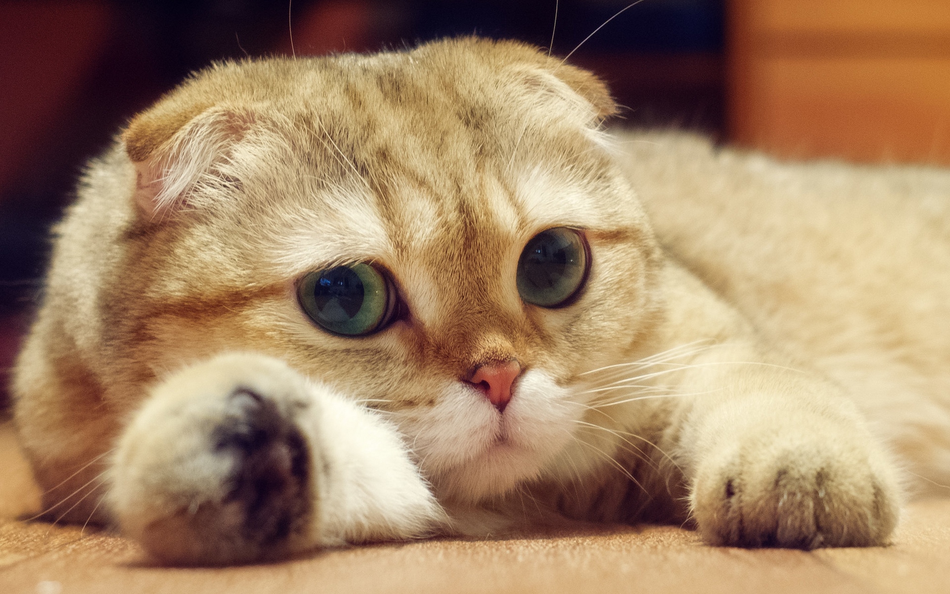 кот