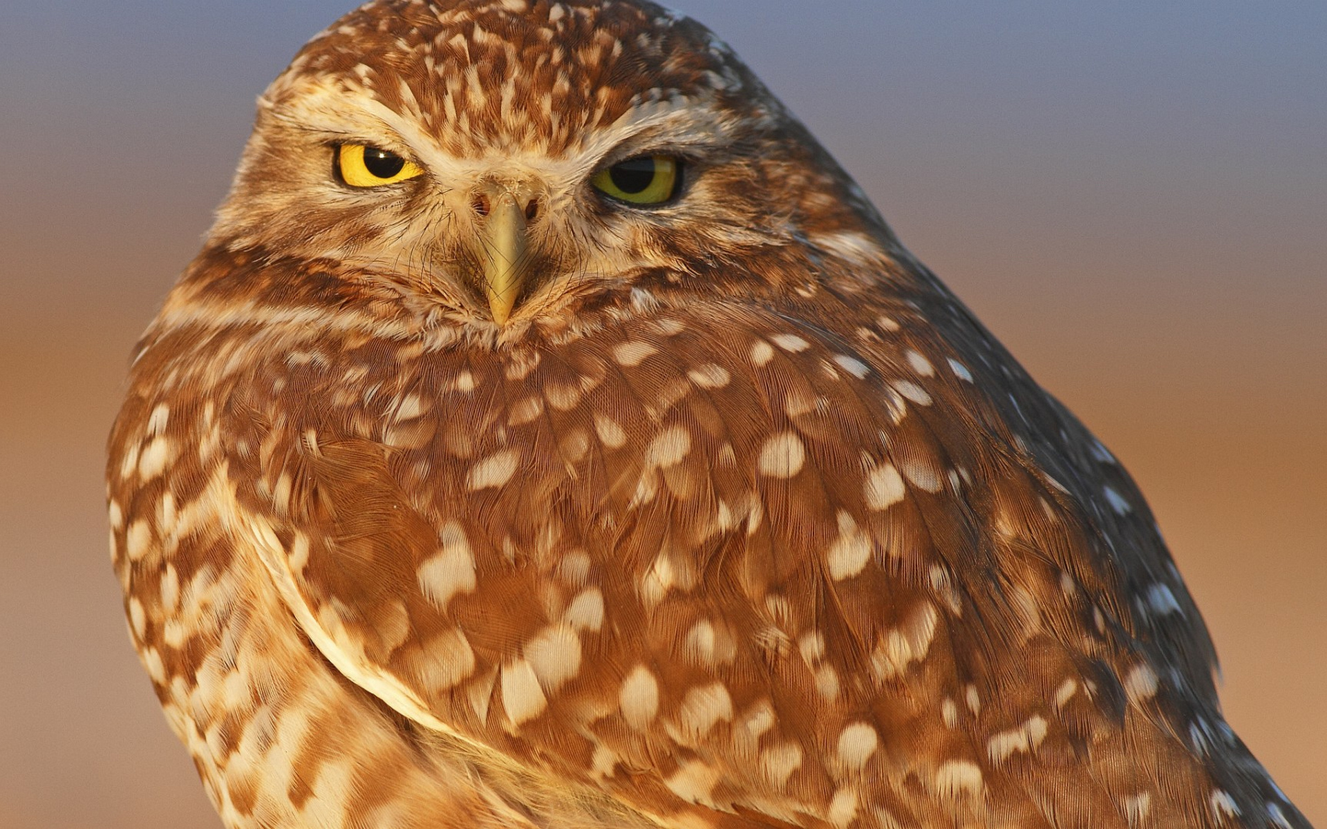 есть коричневая и белая сова с желтыми глазами