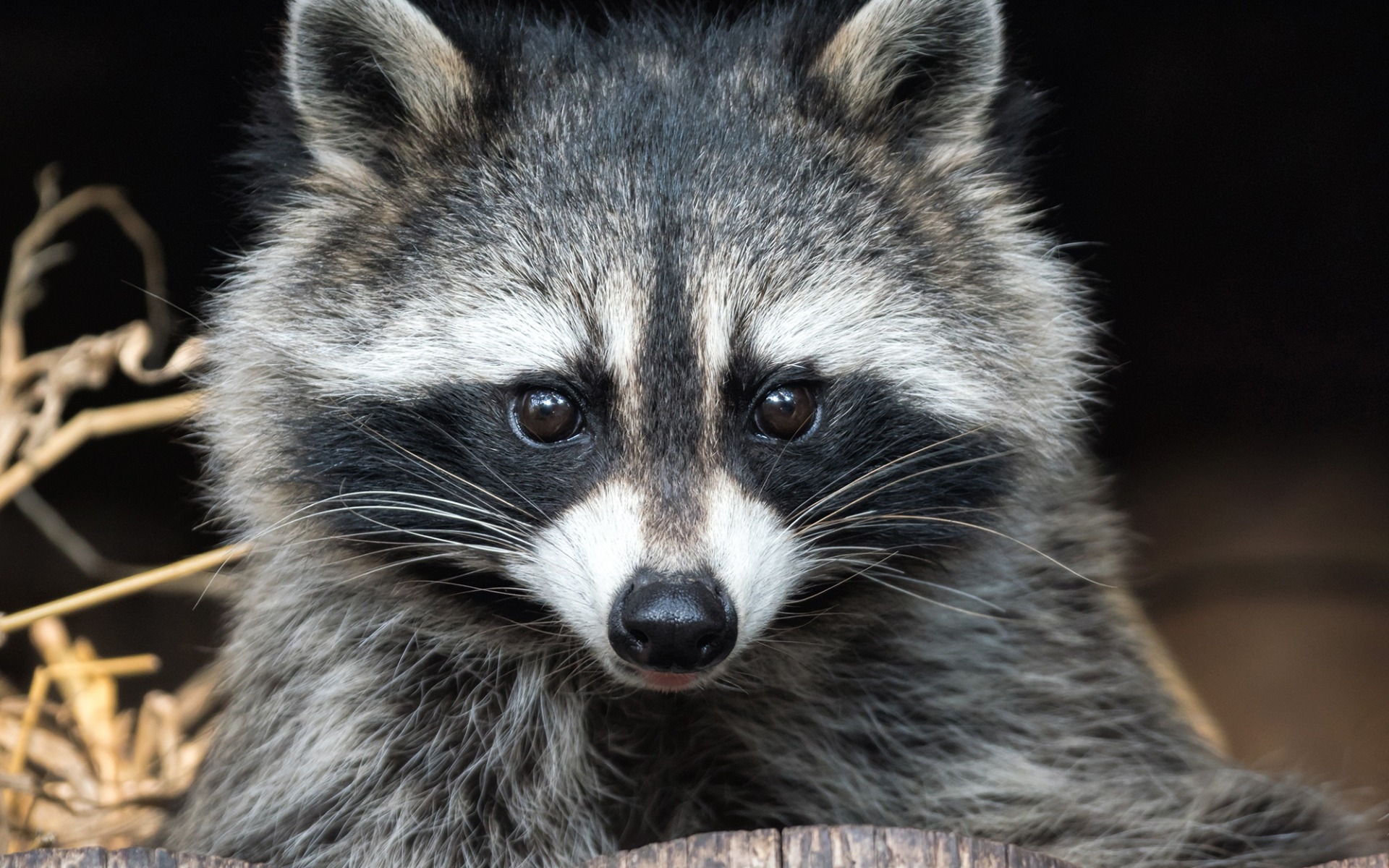 енот, животное