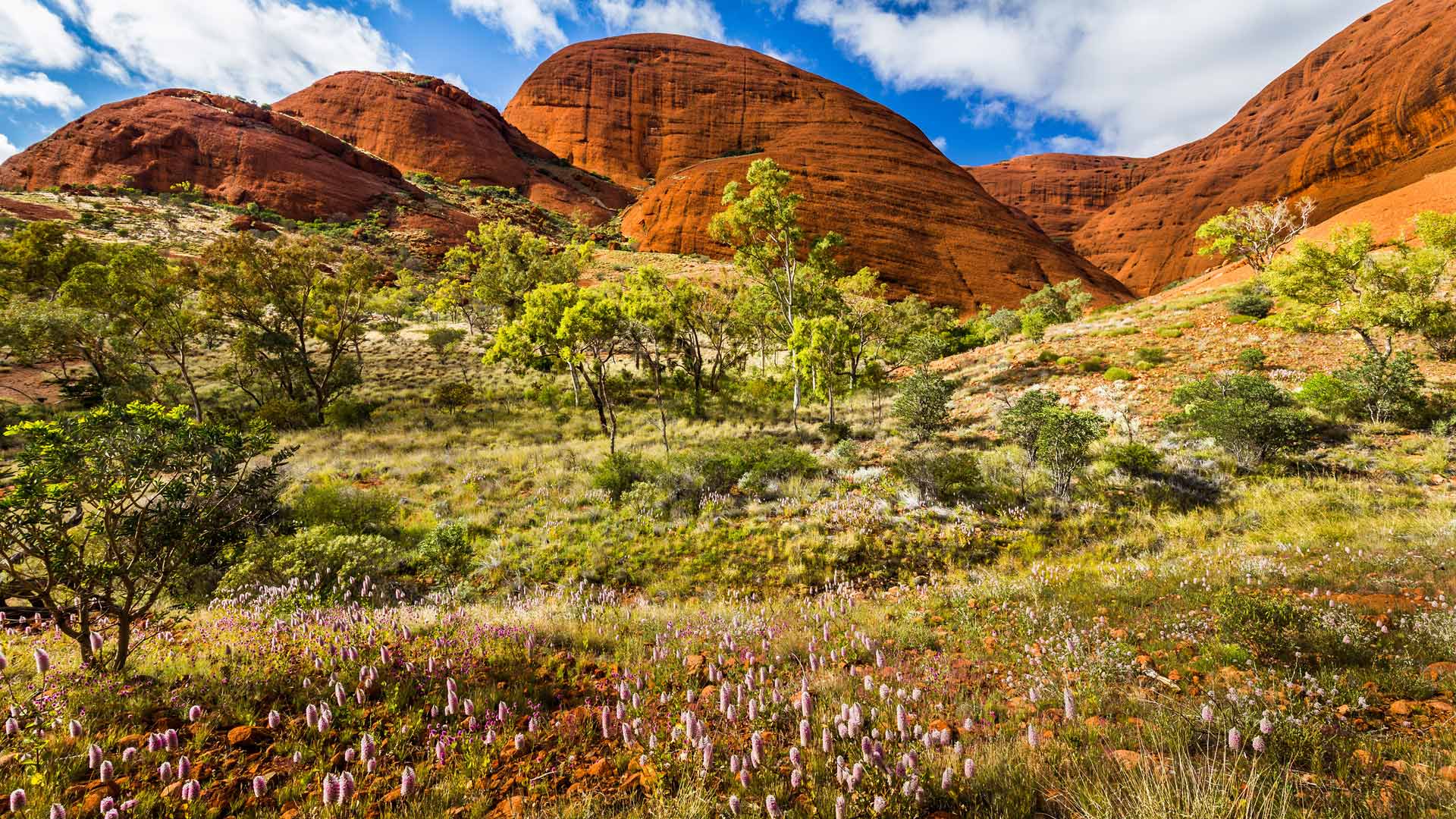 Природа австралии климат. Гора Улуру в Австралии. Буш Австралия. Ландшафт Австралии Саванна. Uluru Kata Tjuta.