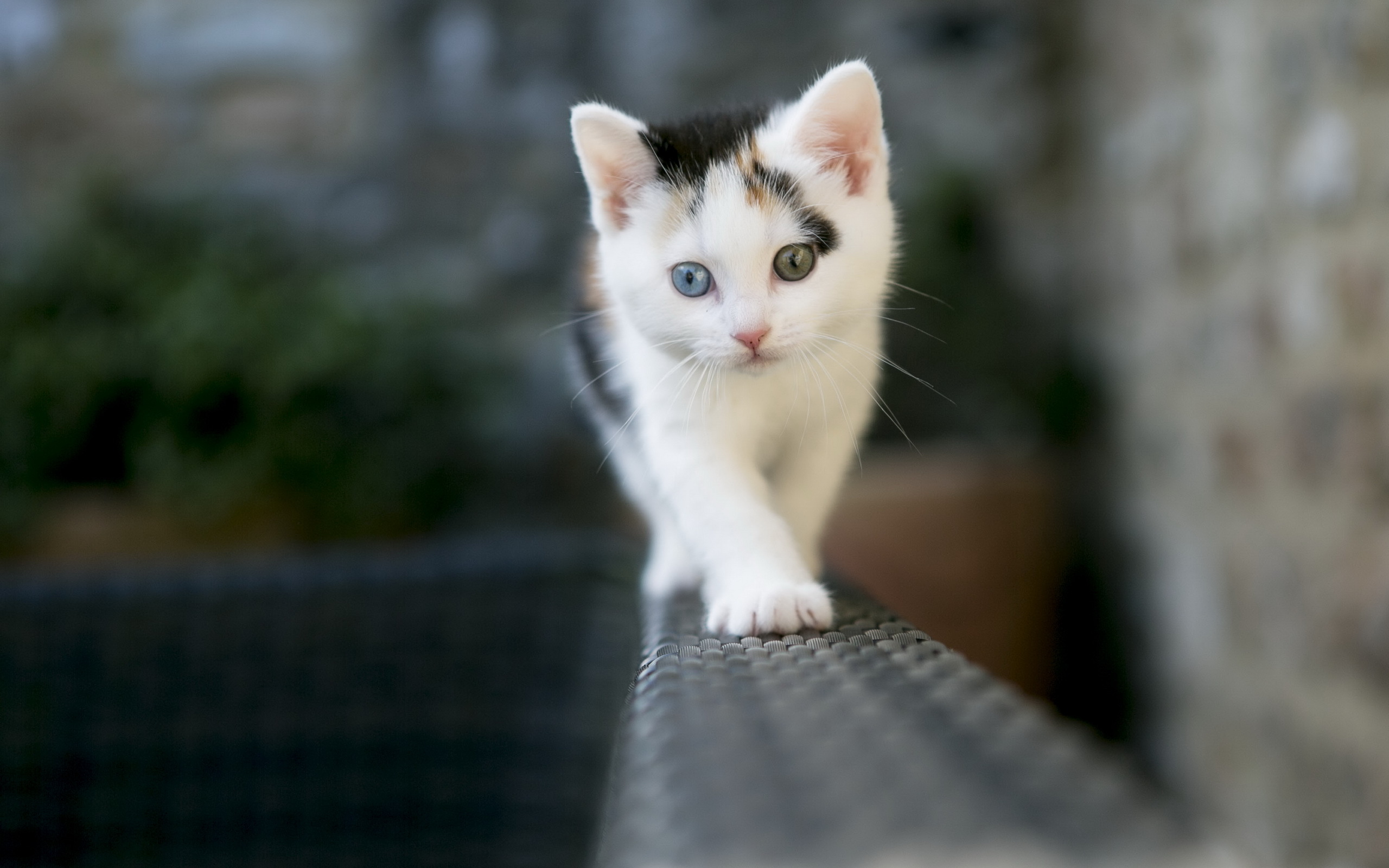 котенок, глазами, разными