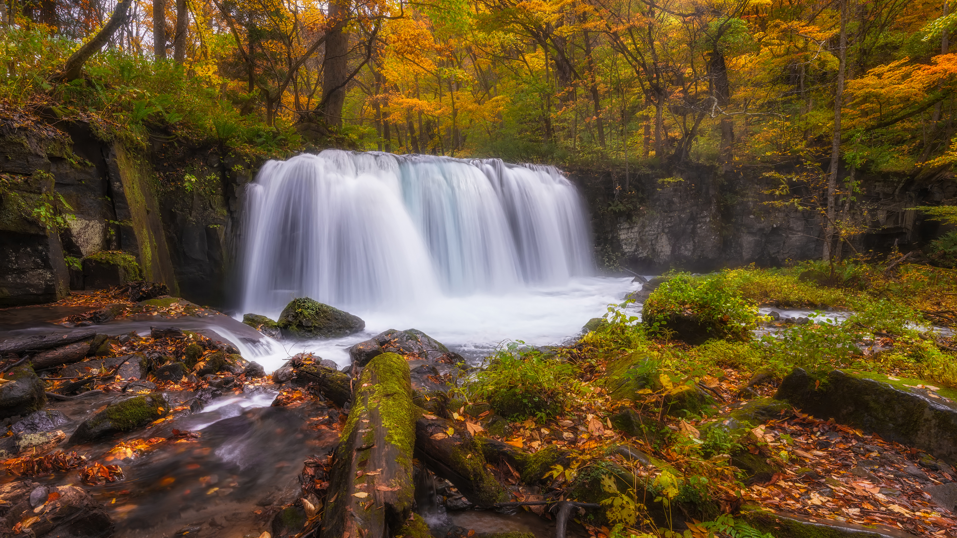 чепуха, эд, яндекс