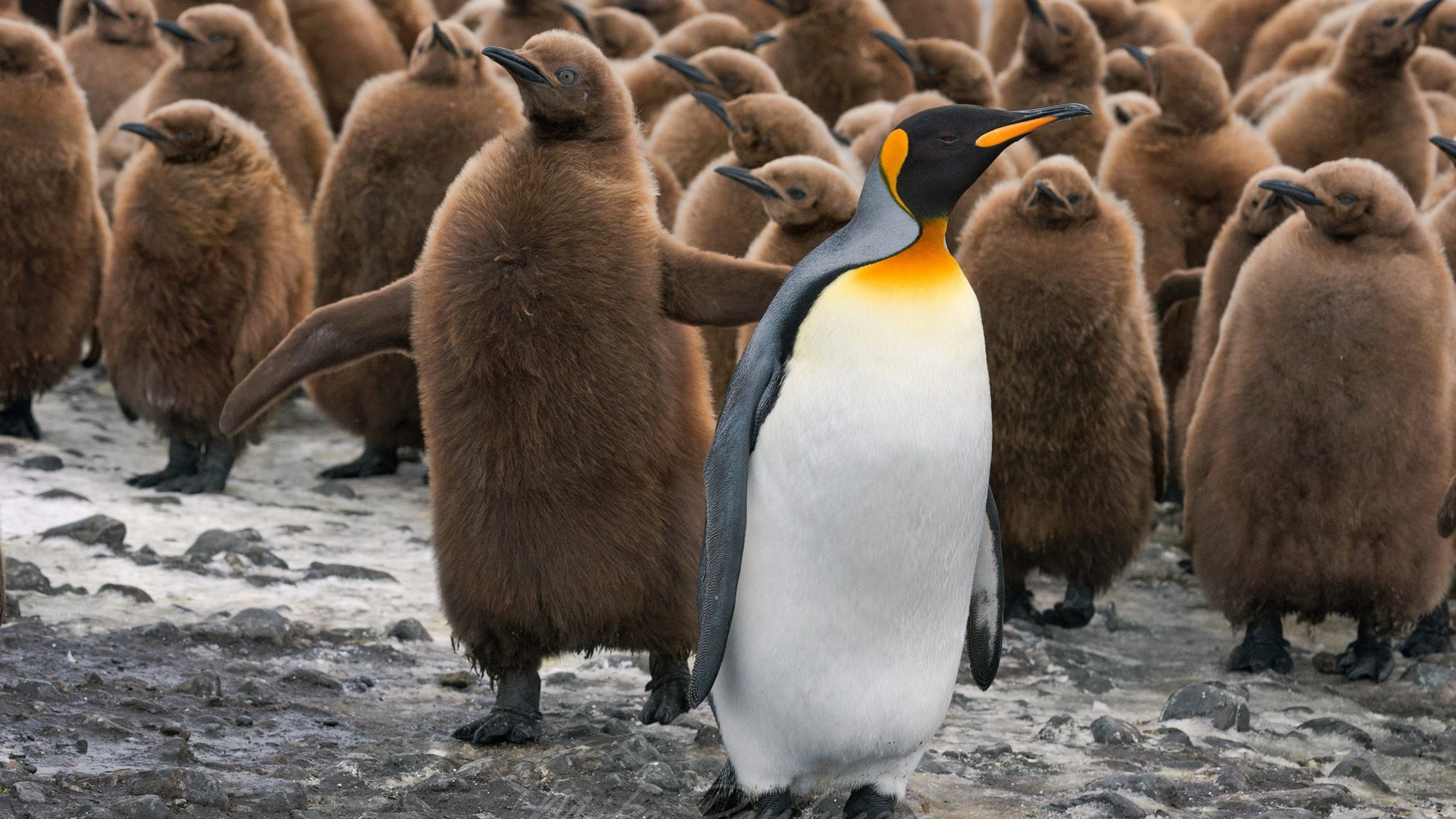 Пингвины в дикой природе. Королевский Пингвин Aptenodytes patagonicus. Детёныш королевского пингвина. Птенец королевского пингвина. Королевский Пингвин маленький.