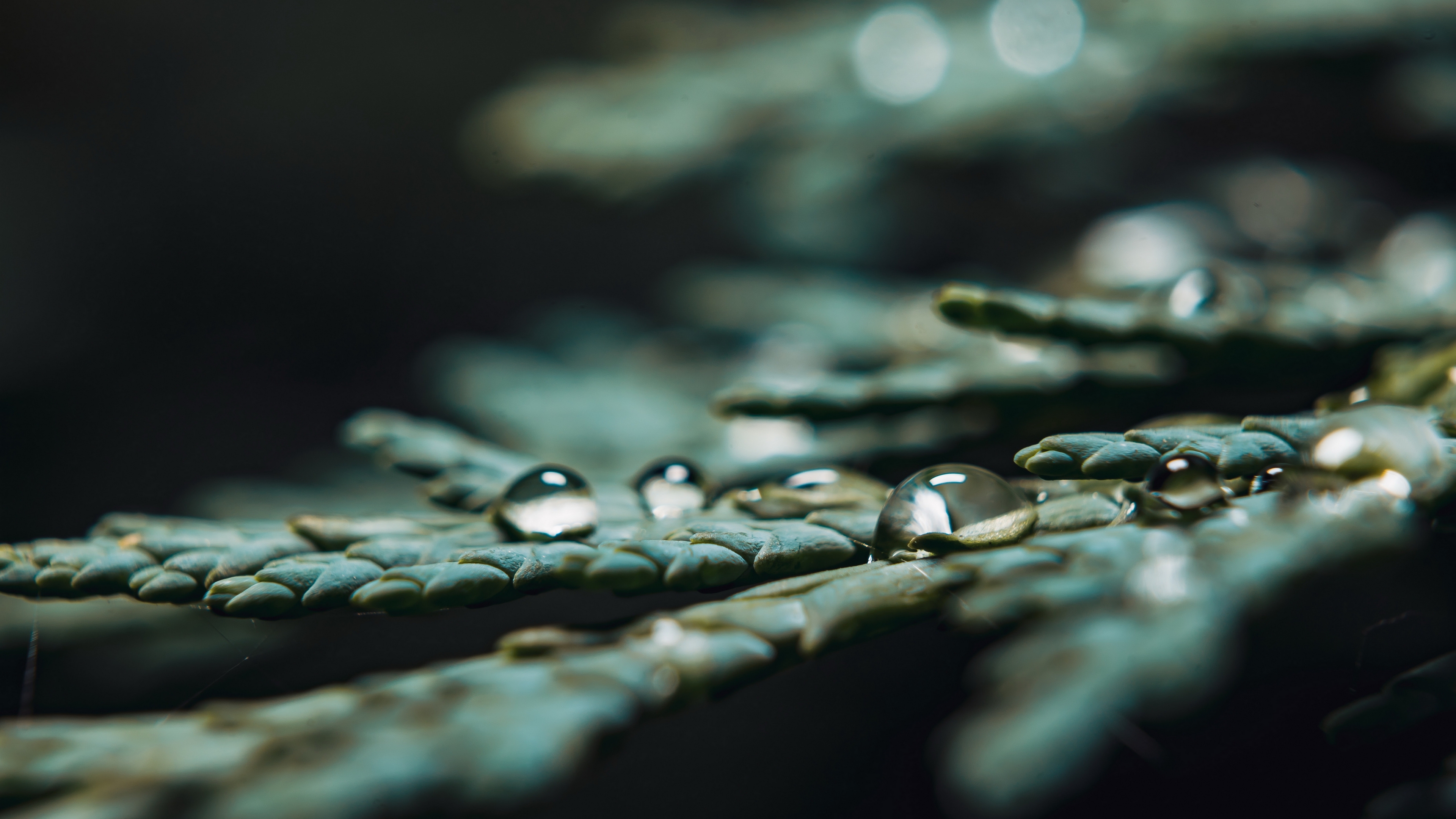 drop