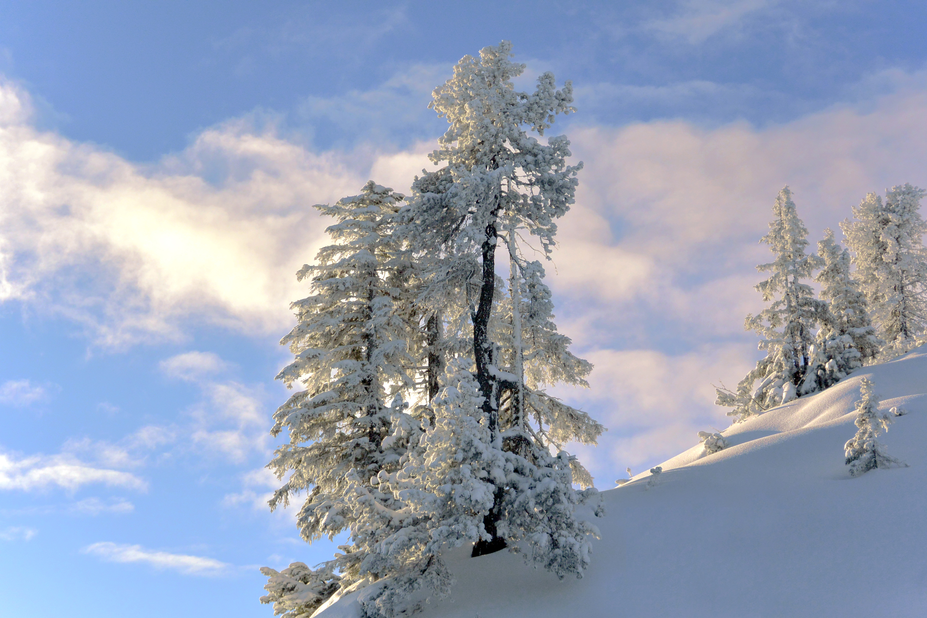 winter, природа, zima