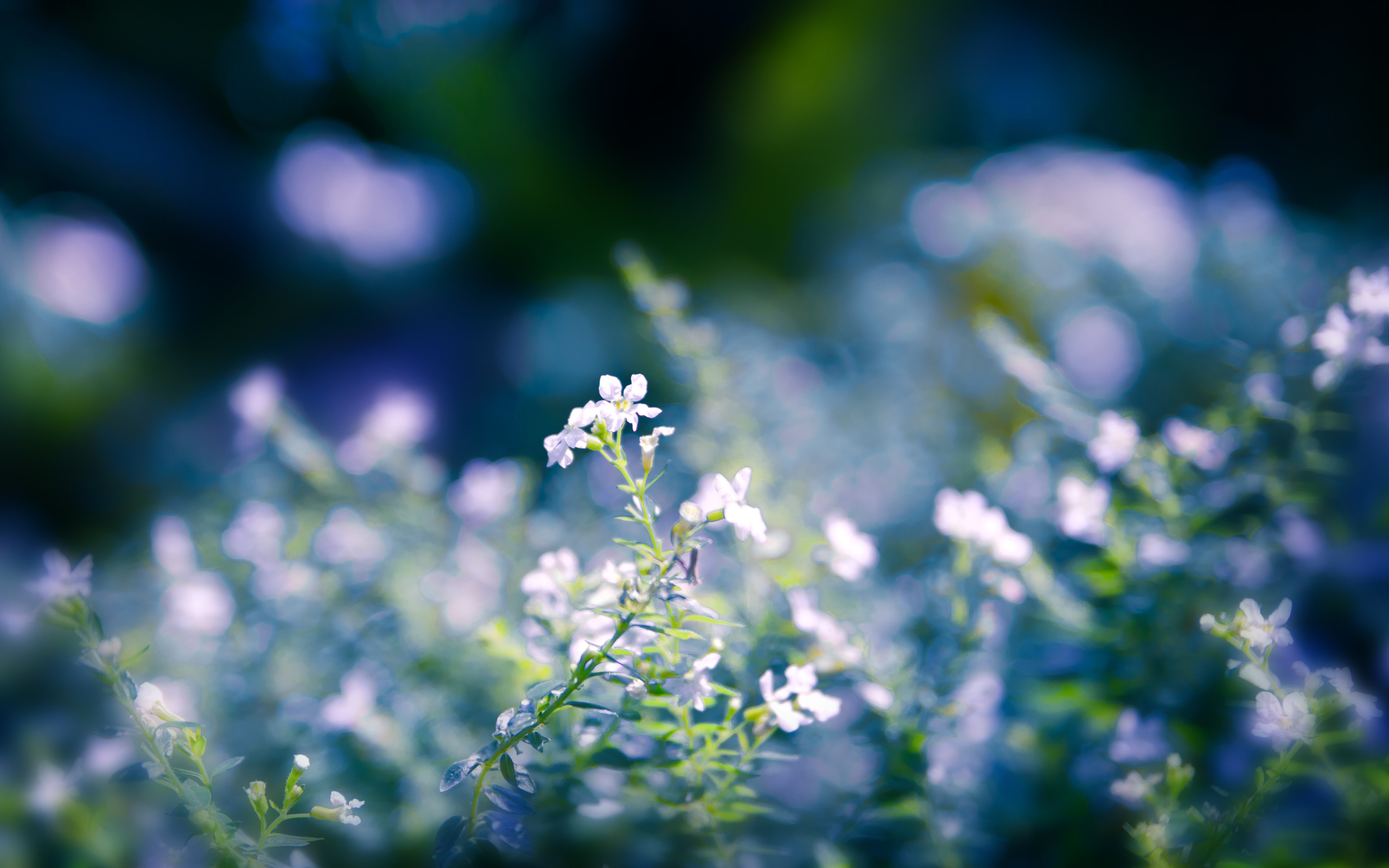 цветыприрода Фон № 27708 разрешение 2560x1600