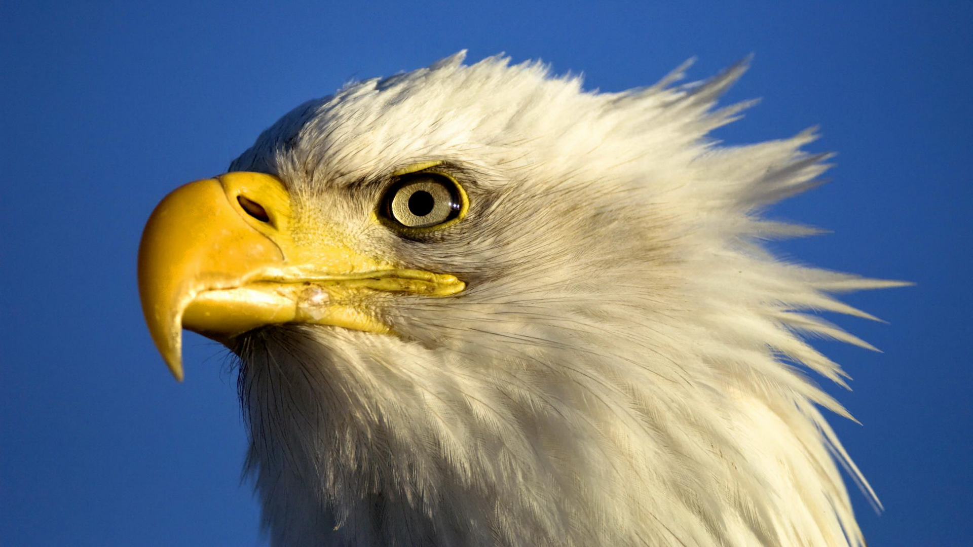 орел, птица, животное