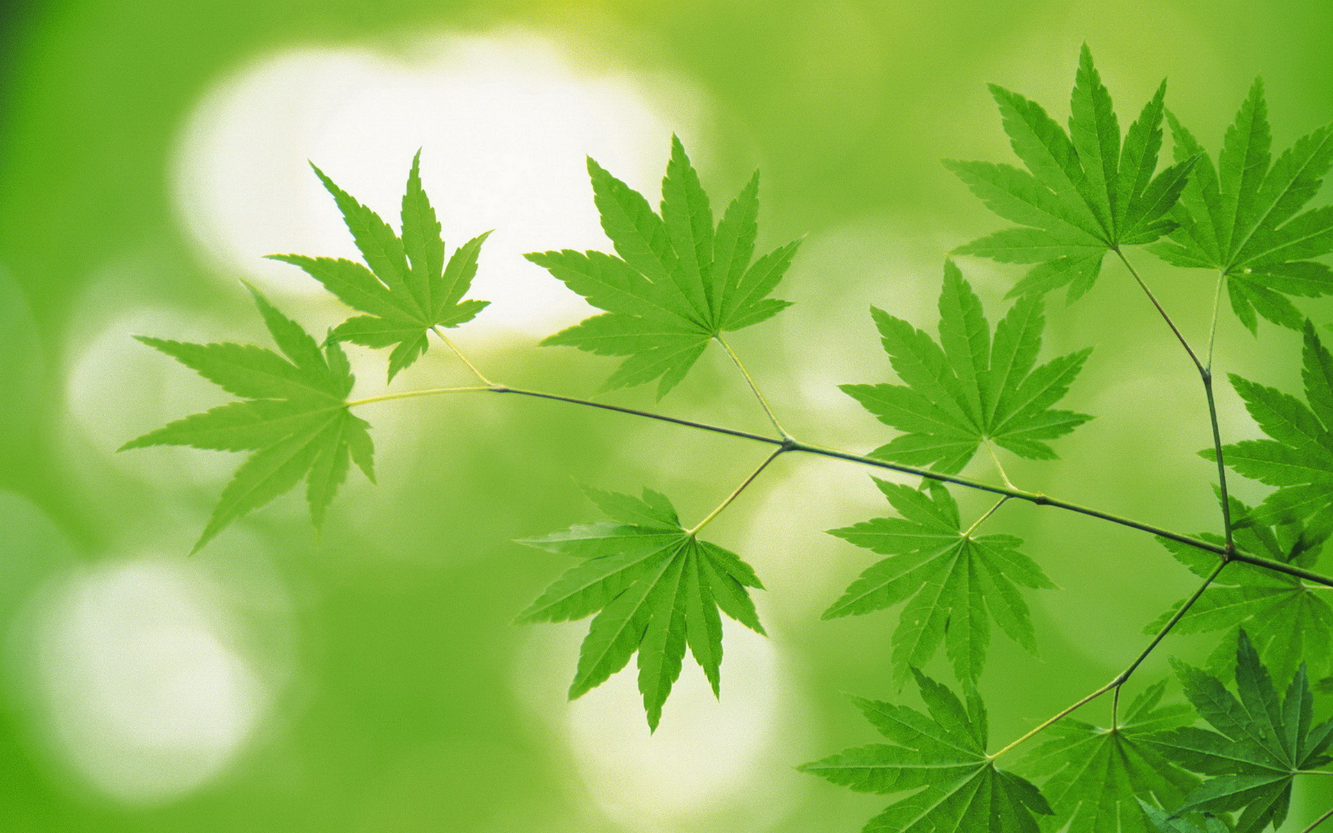 green, leaves Фон № 16583 разрешение 1920x1200