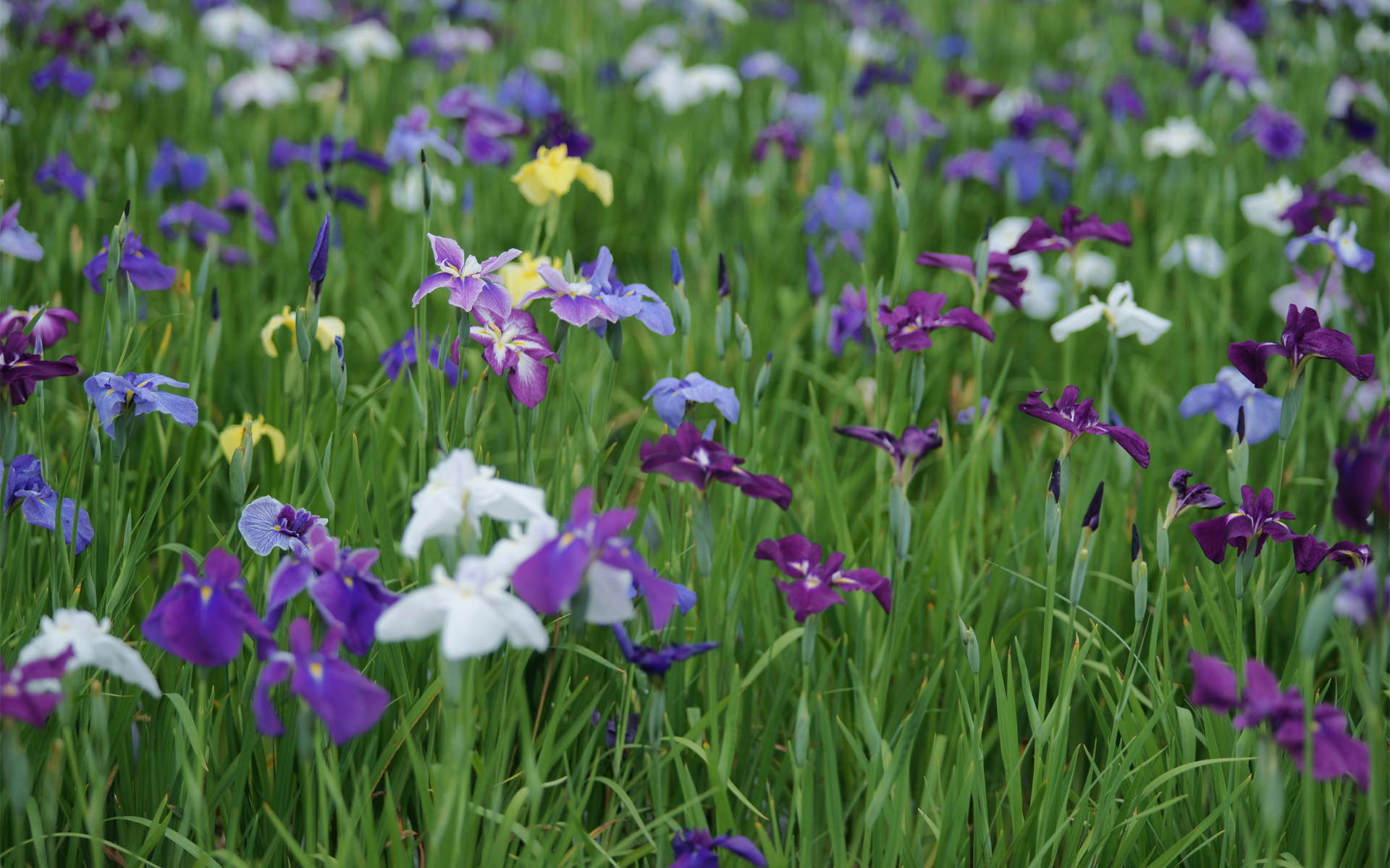 фиолетовые цветочки на поляне загрузить