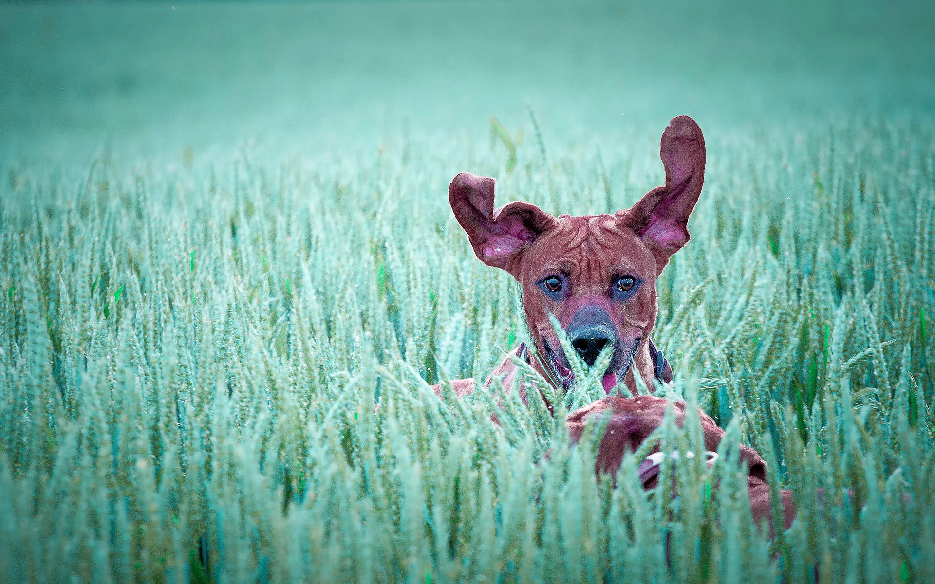 dachshund, ericsson, sony