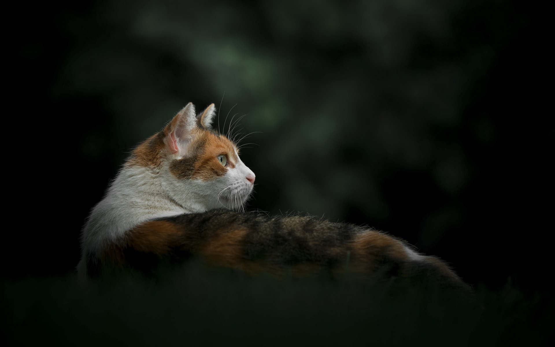 короткий, домашний
