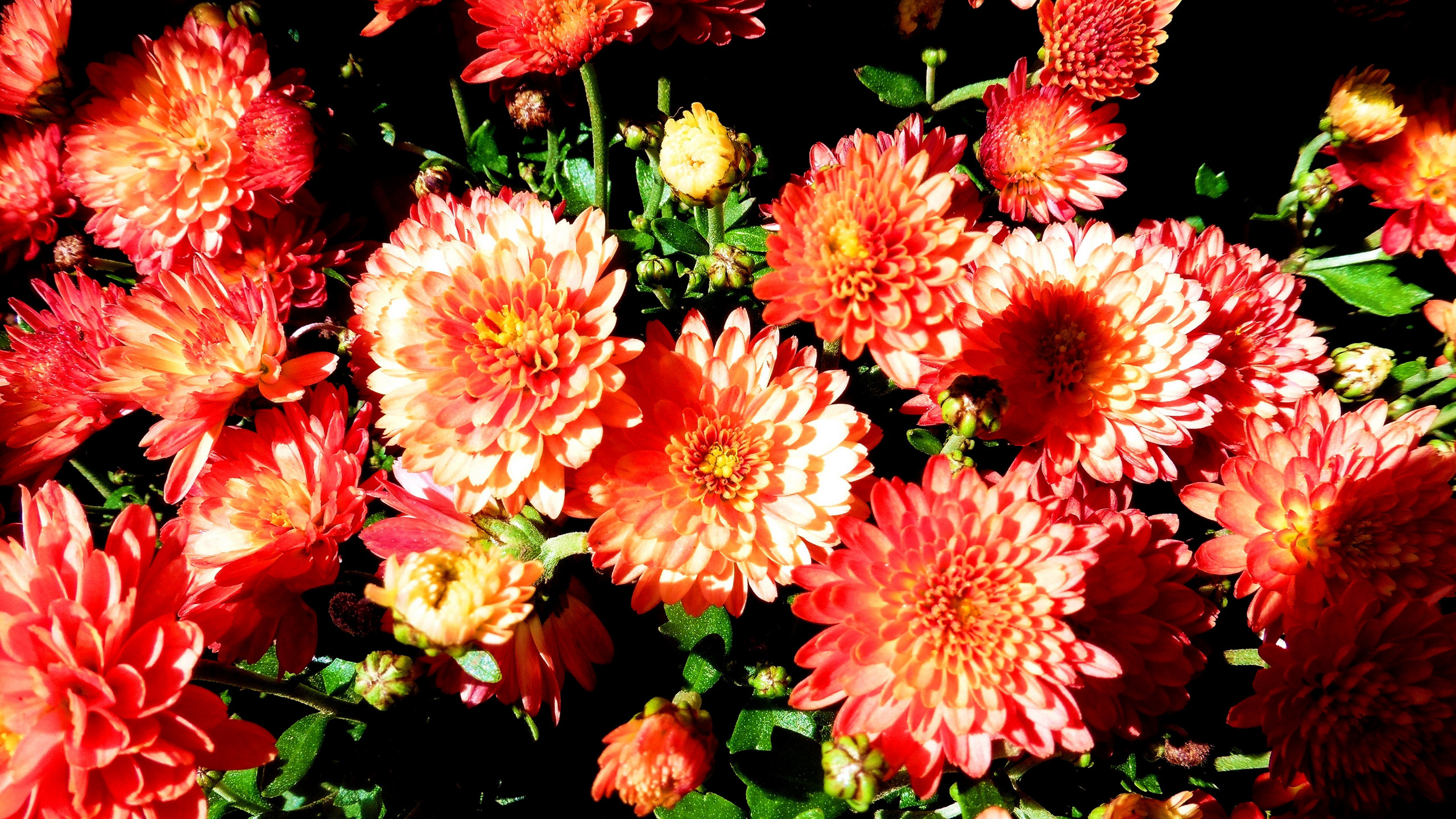 aster