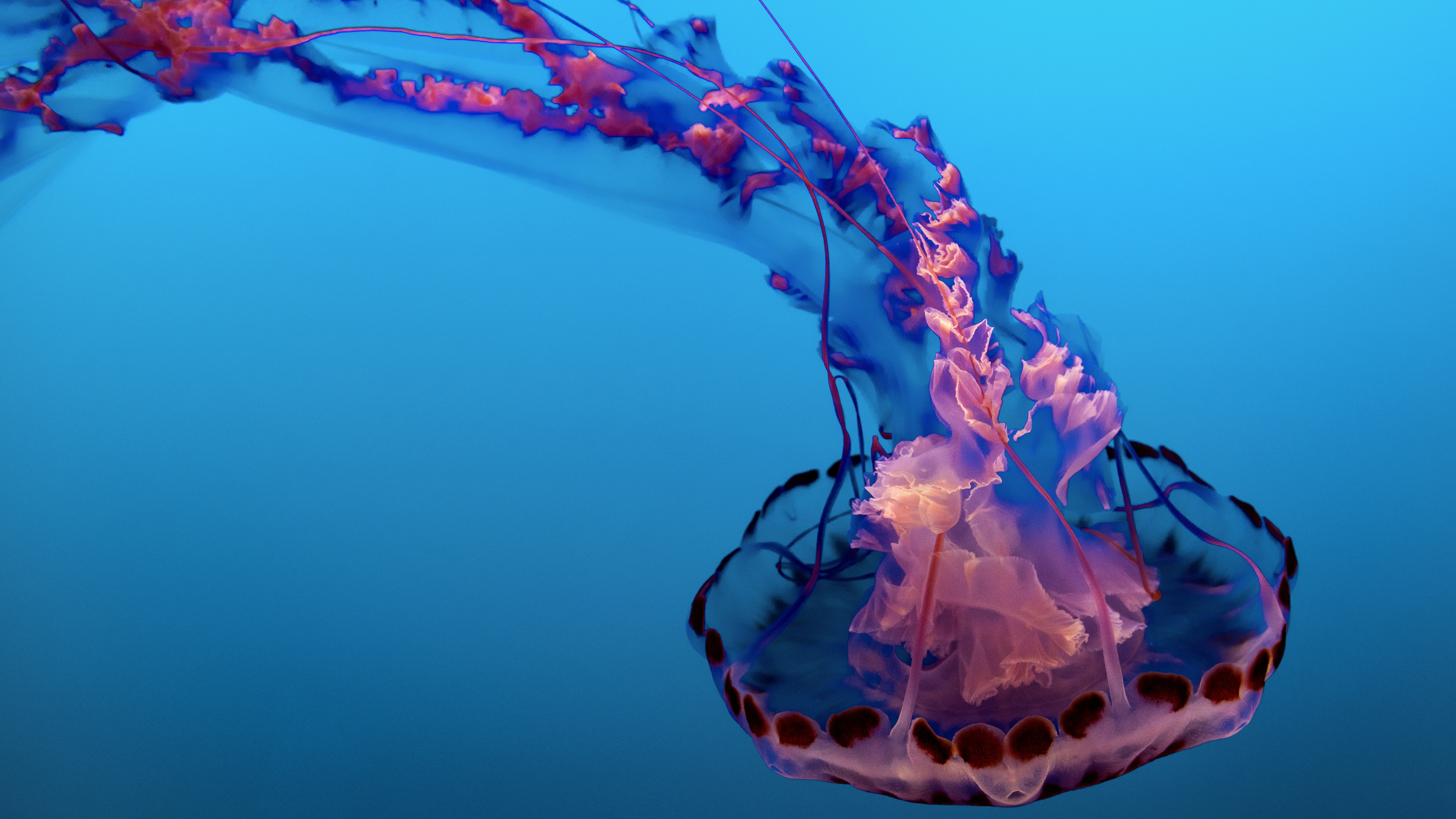 jellyfish, marine, sting