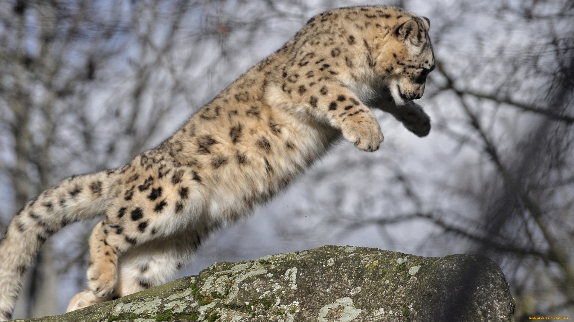 леопардо, леопардо