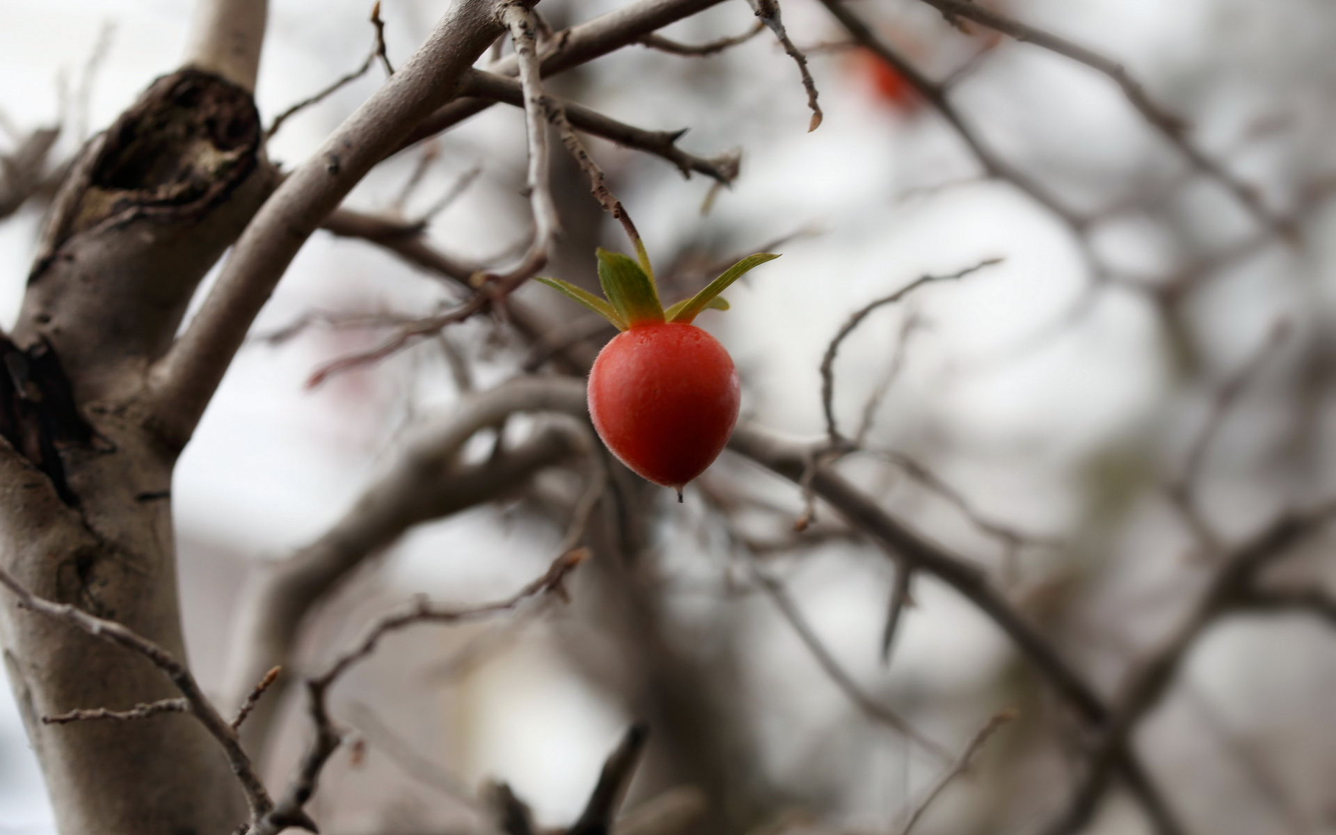 красный плод висит на ветке дерева