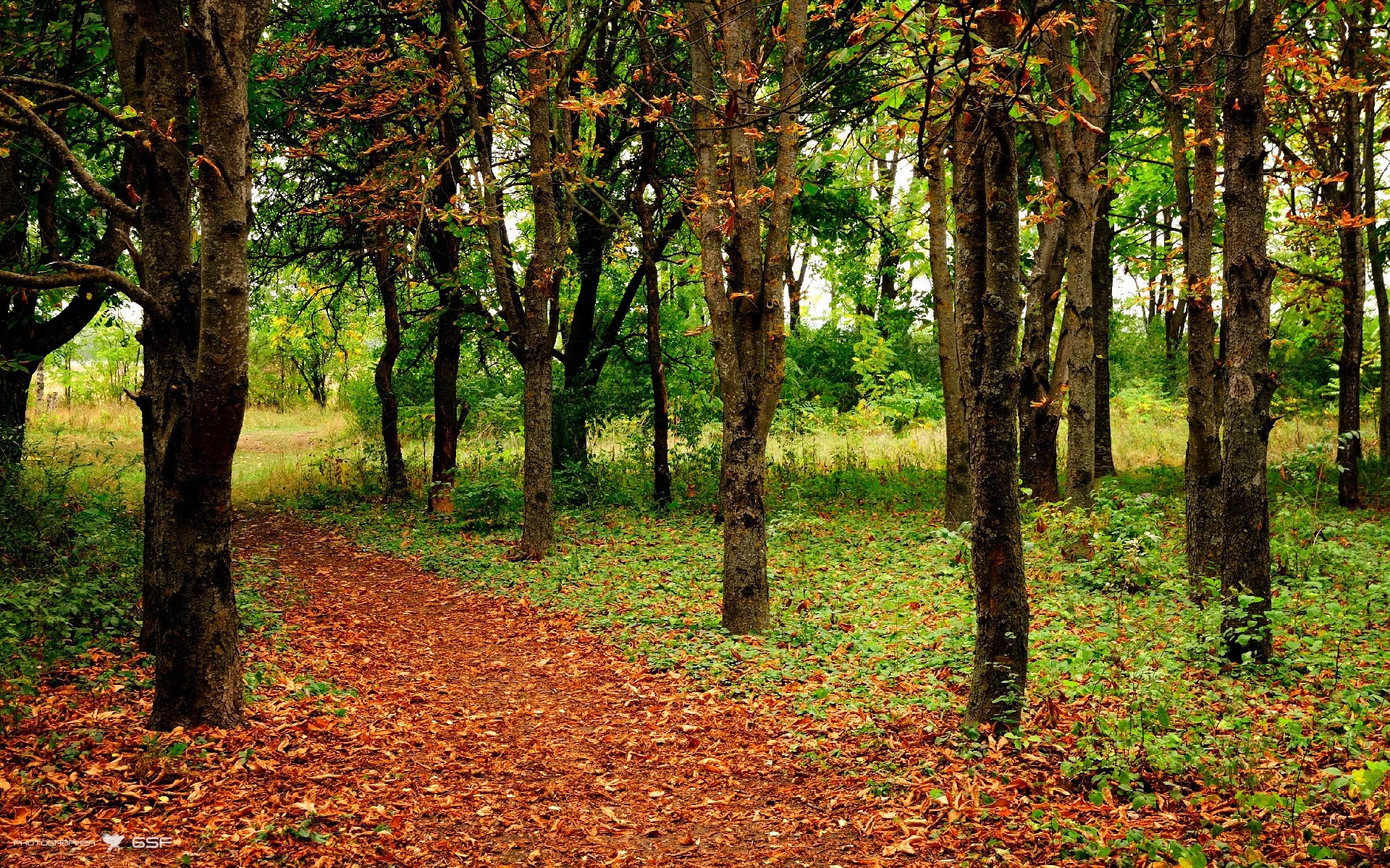 Каштановый лес. Каштановая аллея в тюрингии. Каштановый лес. Каштановый лес. Каштан адыгея.