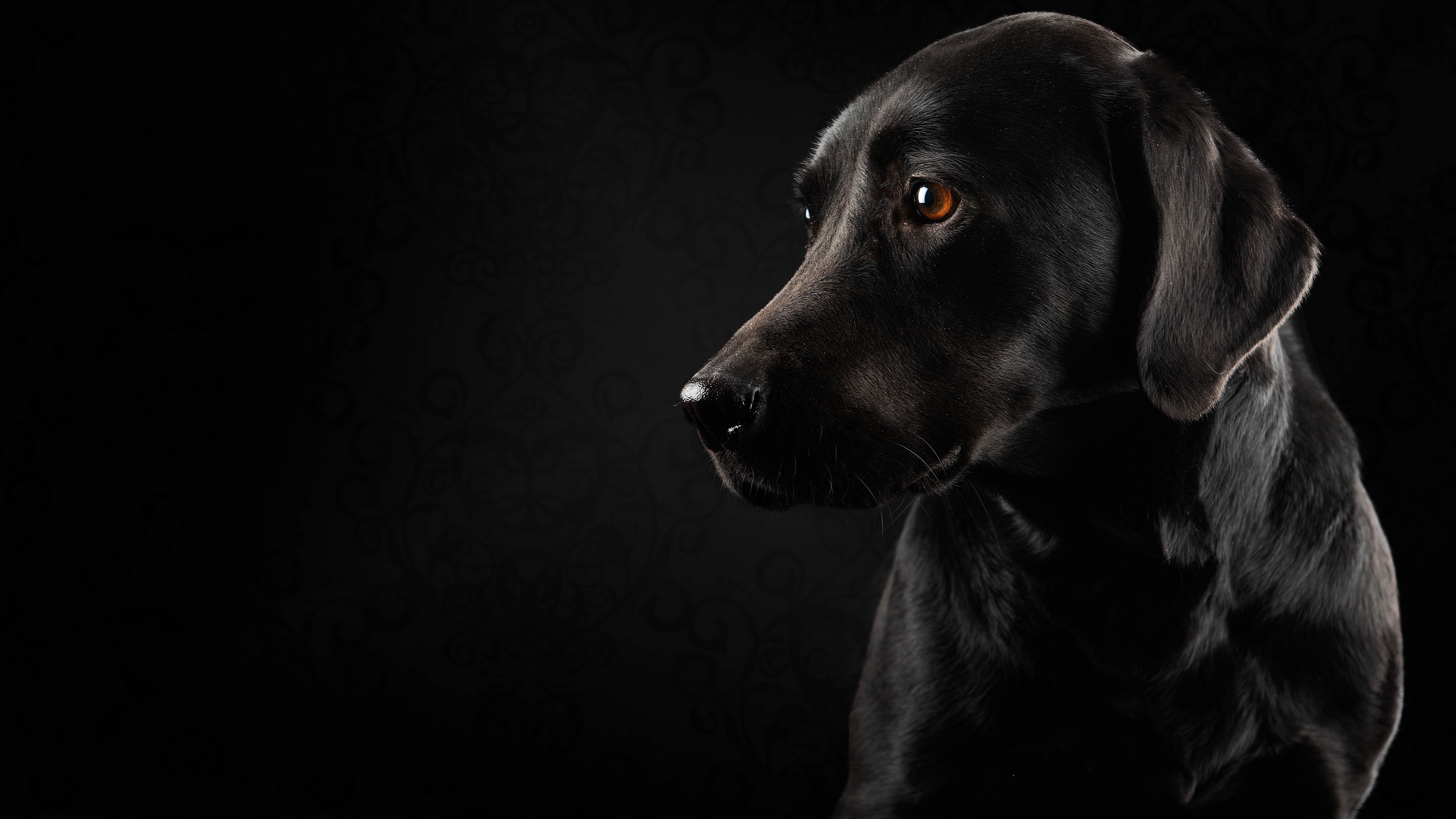 Фото собак на черном фоне