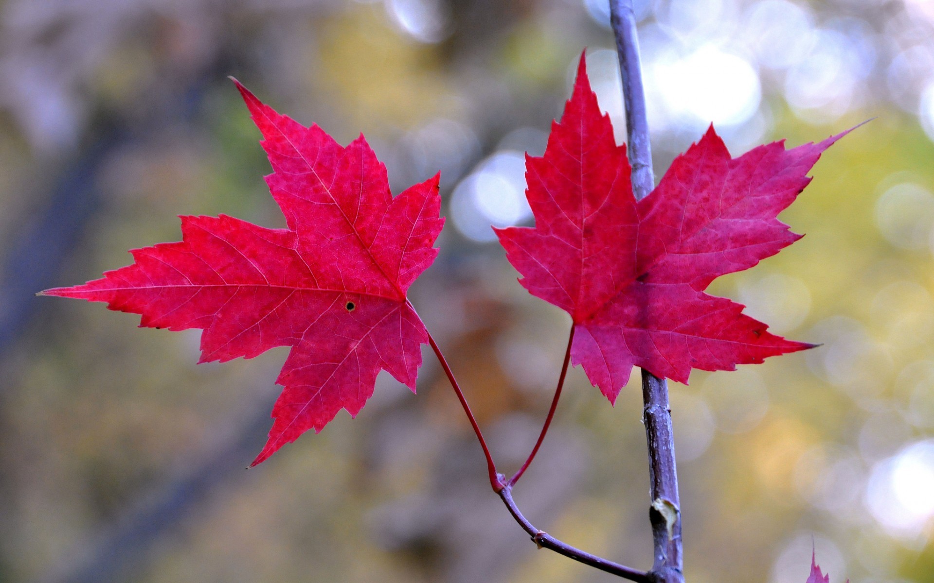 осень, leaf