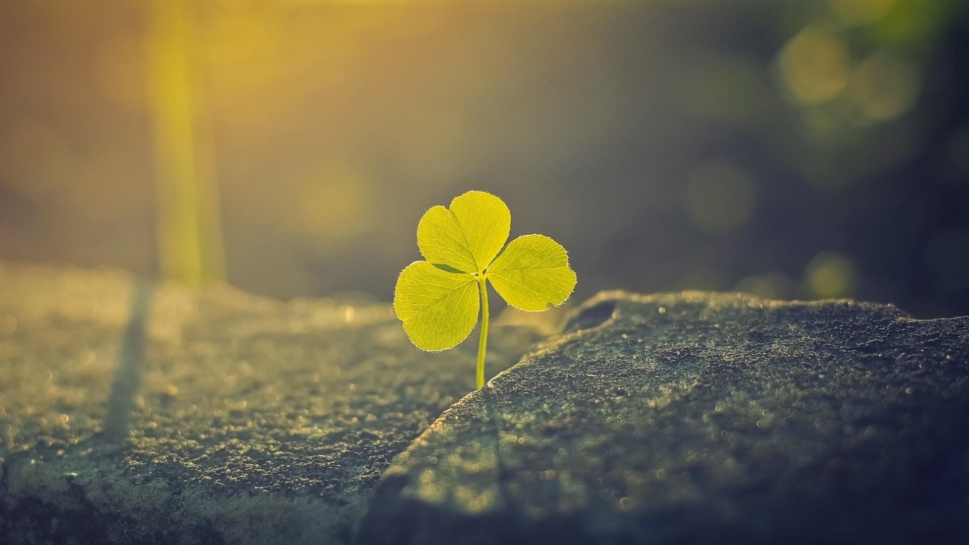 clover, гармоничных, сборка