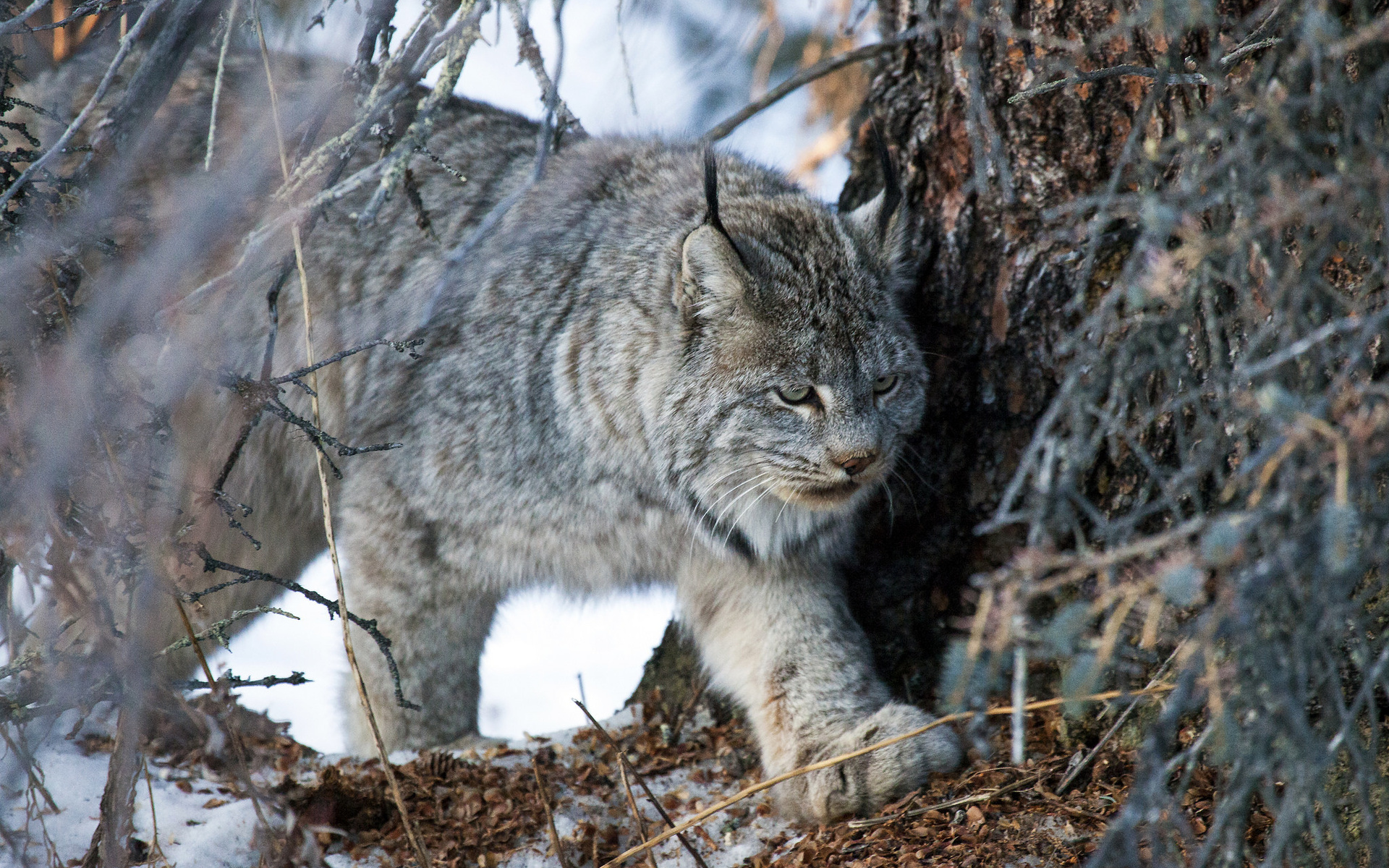 bobcat