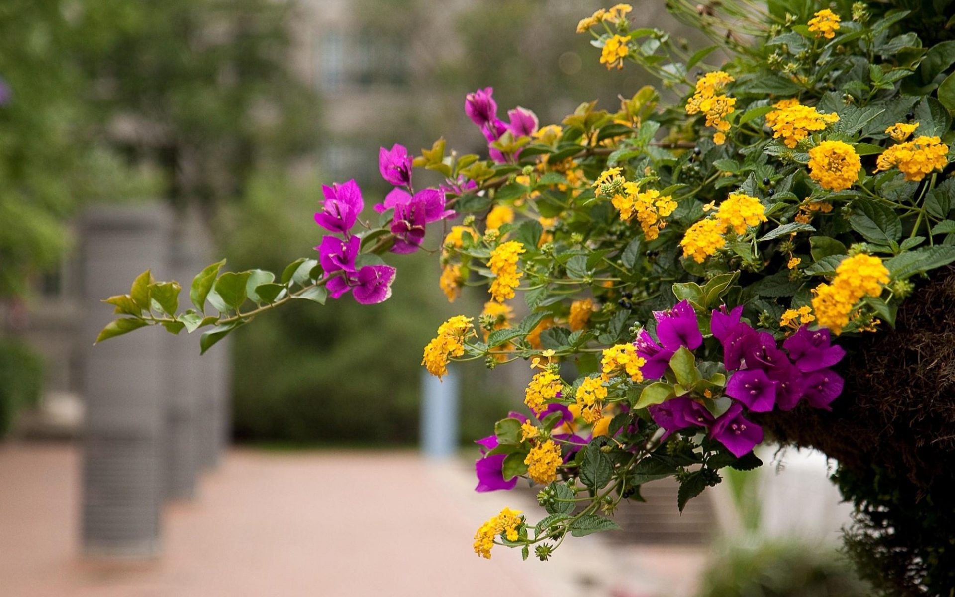 телефон, мобильный, бугенство