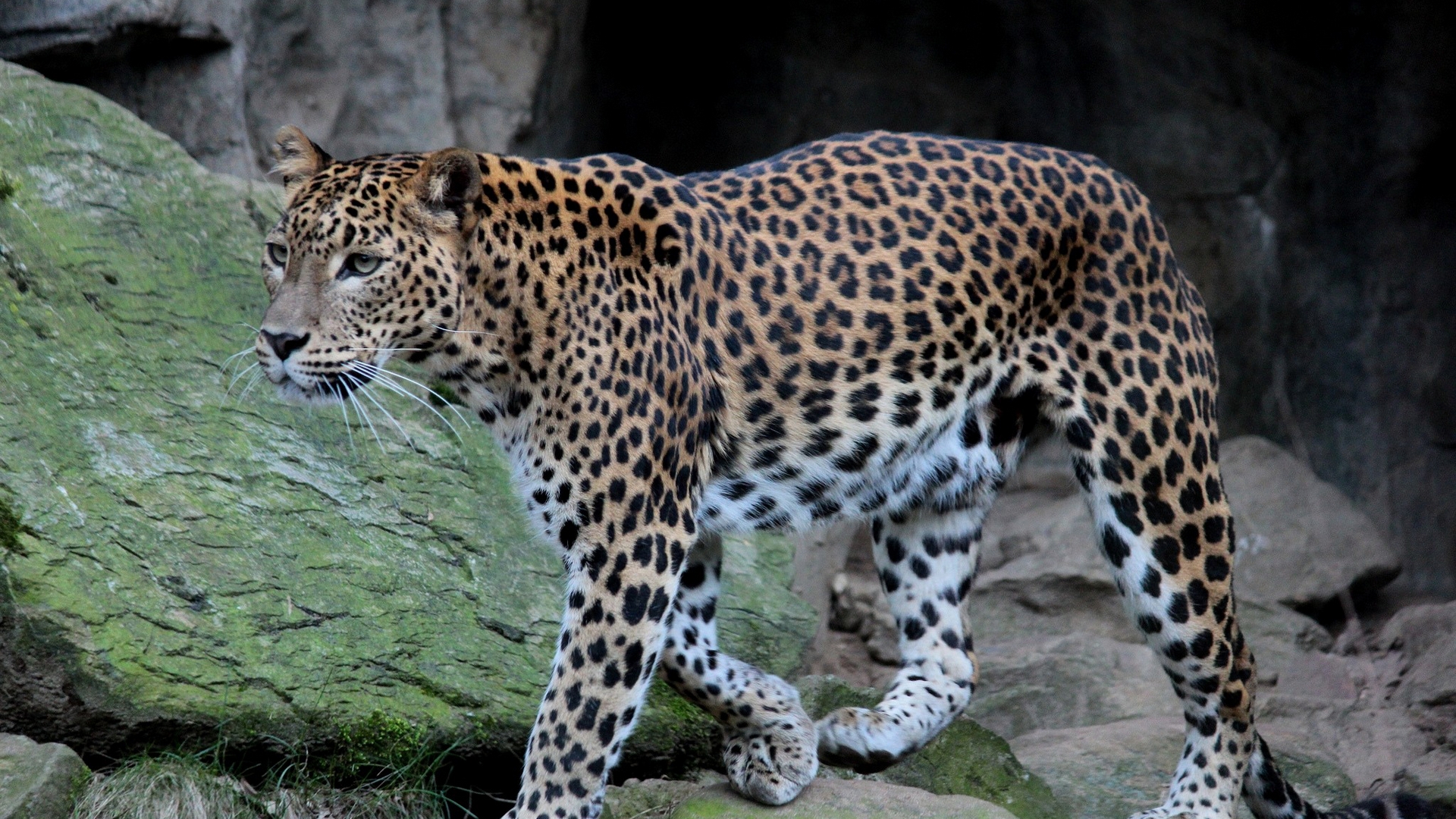 животные, масло, гобелен