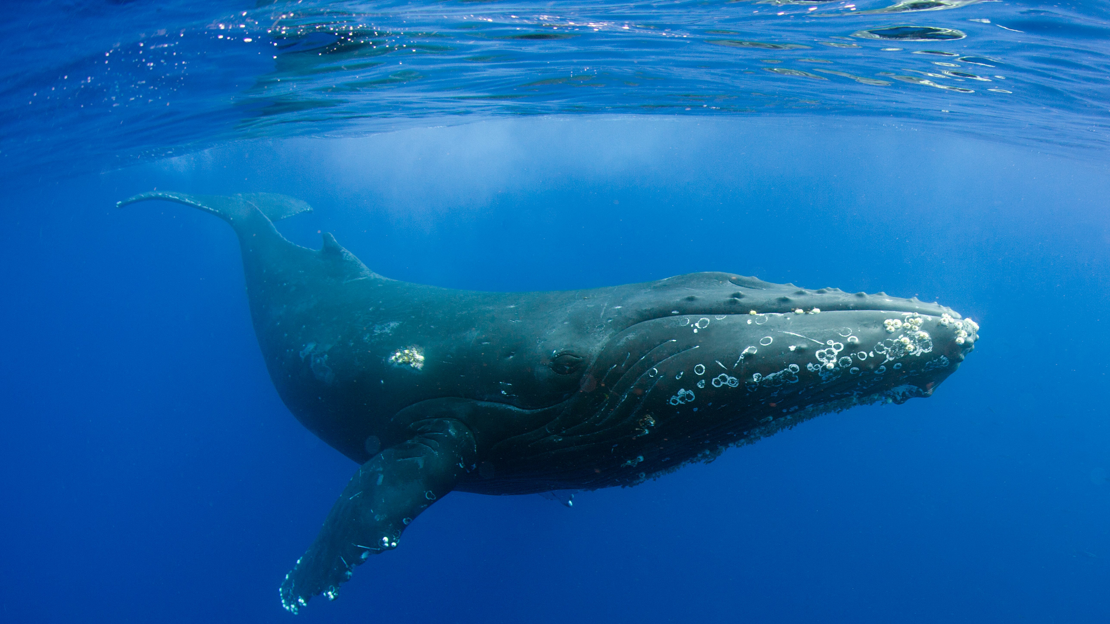 Горбатый кит и синий кит