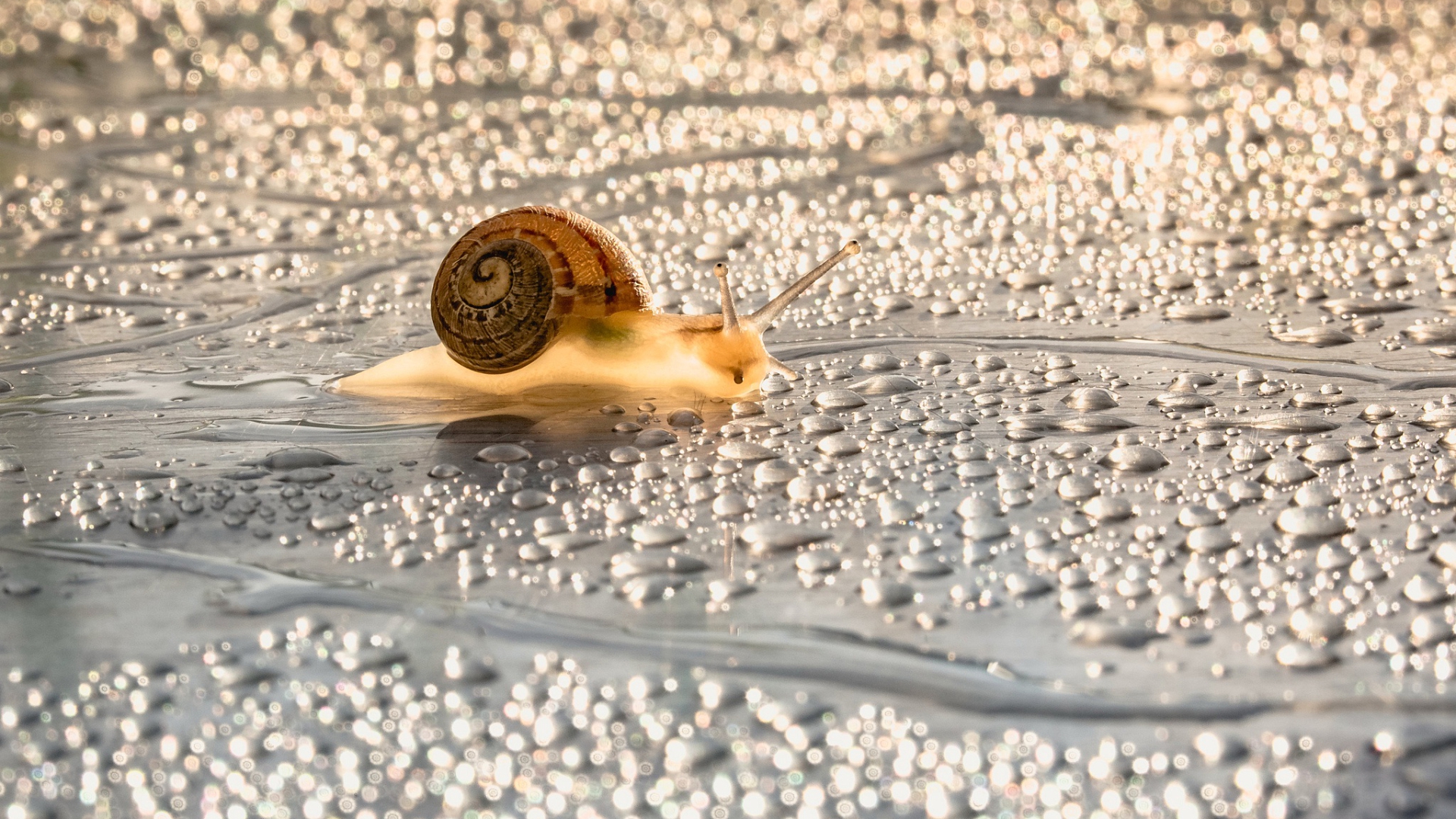 snail, drop, water