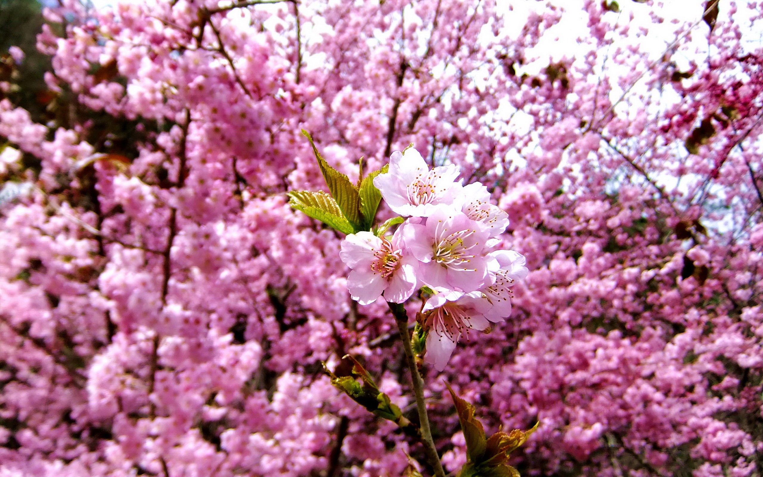 любовь, есть бог