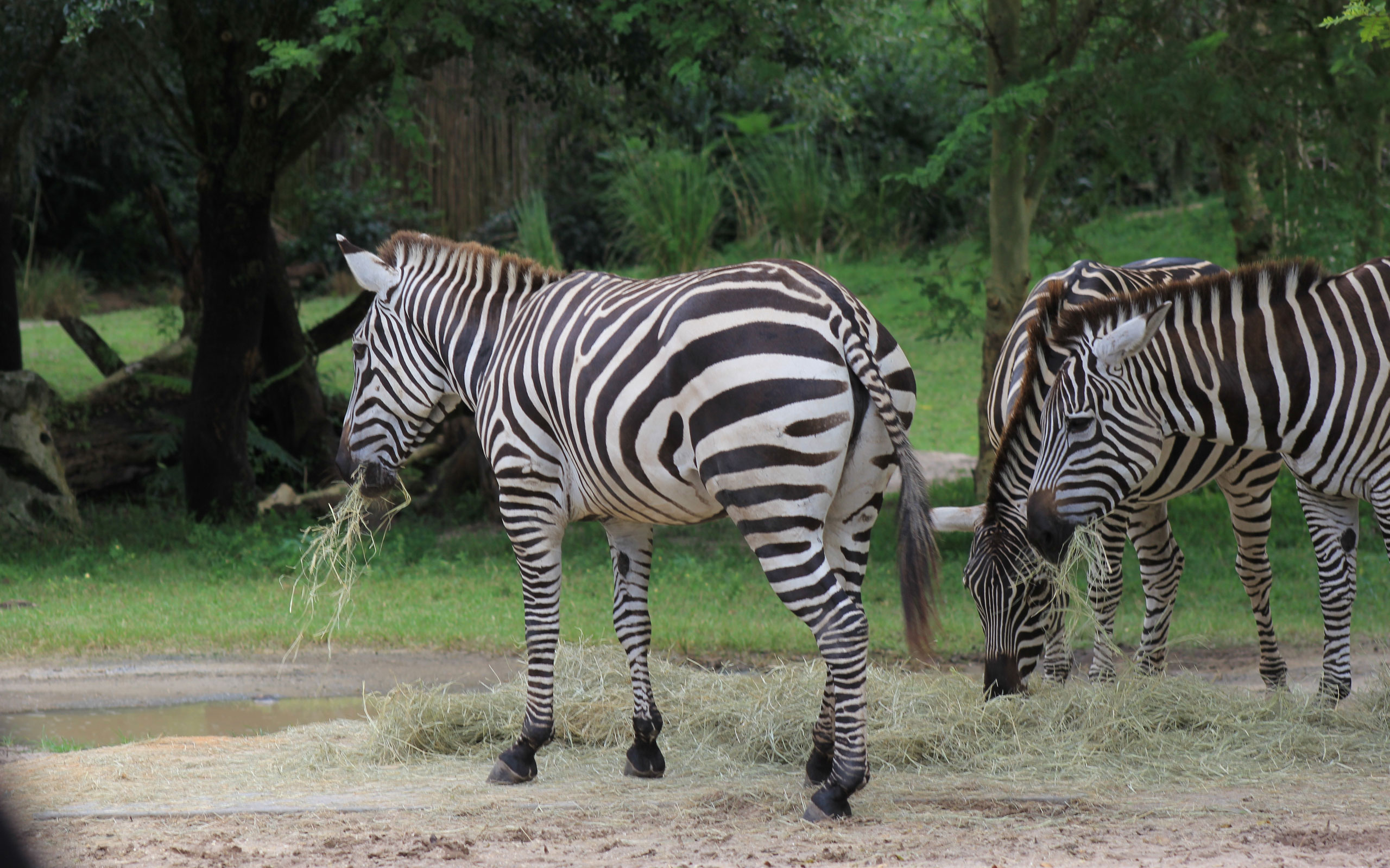 zebra, фон, настольный