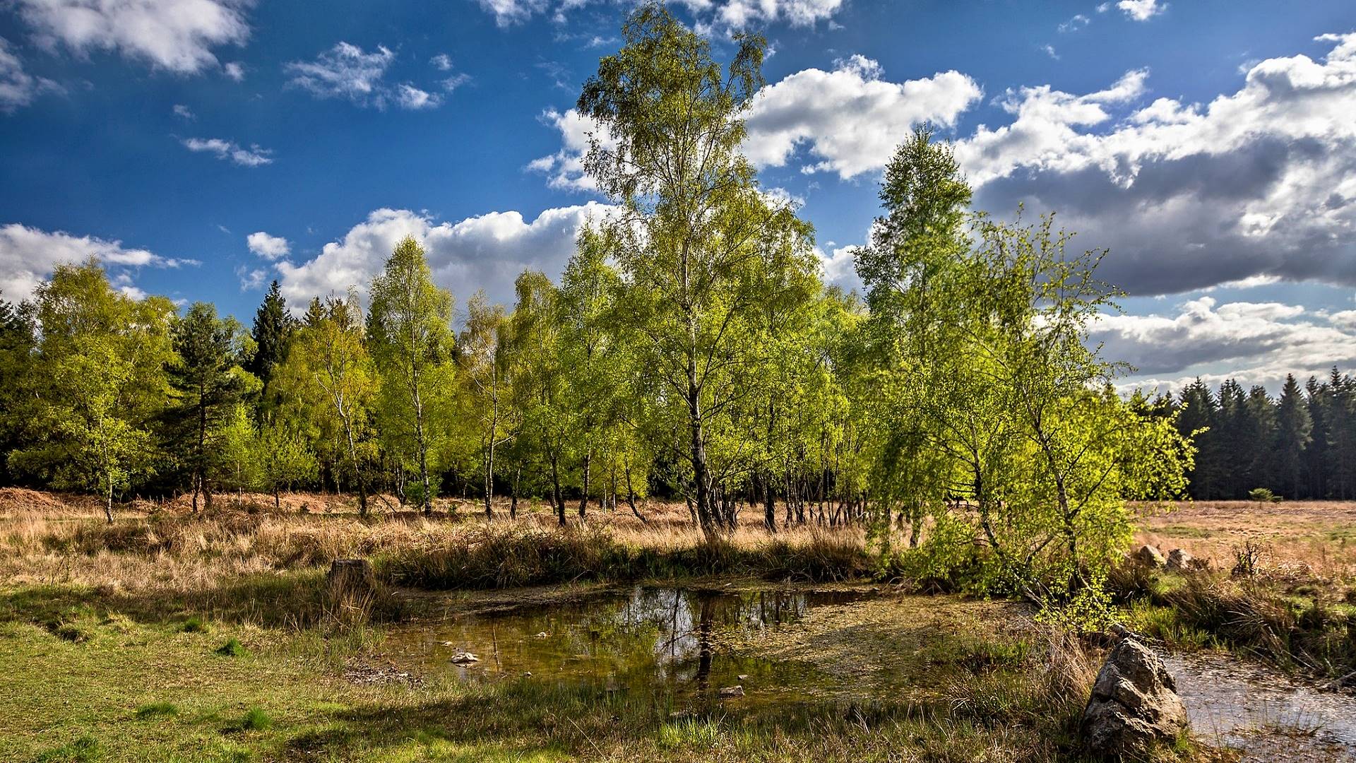 широкий лист, смесь лес