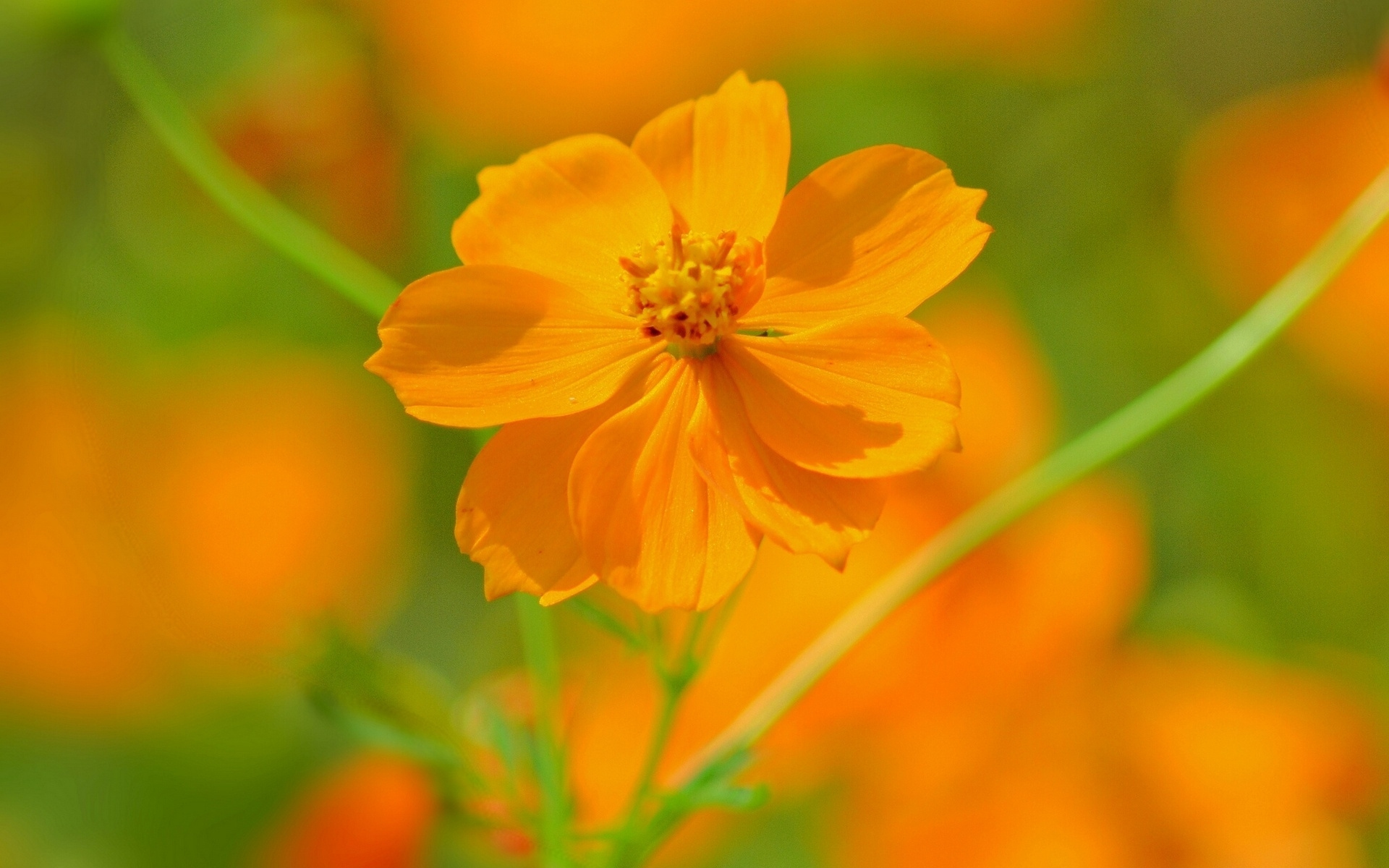 Маточник цветок оранжевый