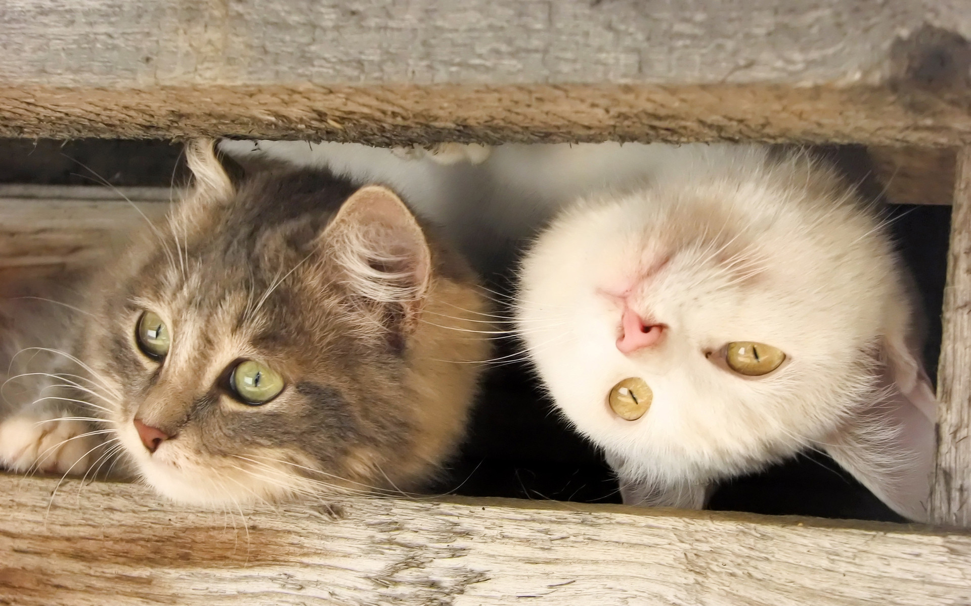 живые, котенки