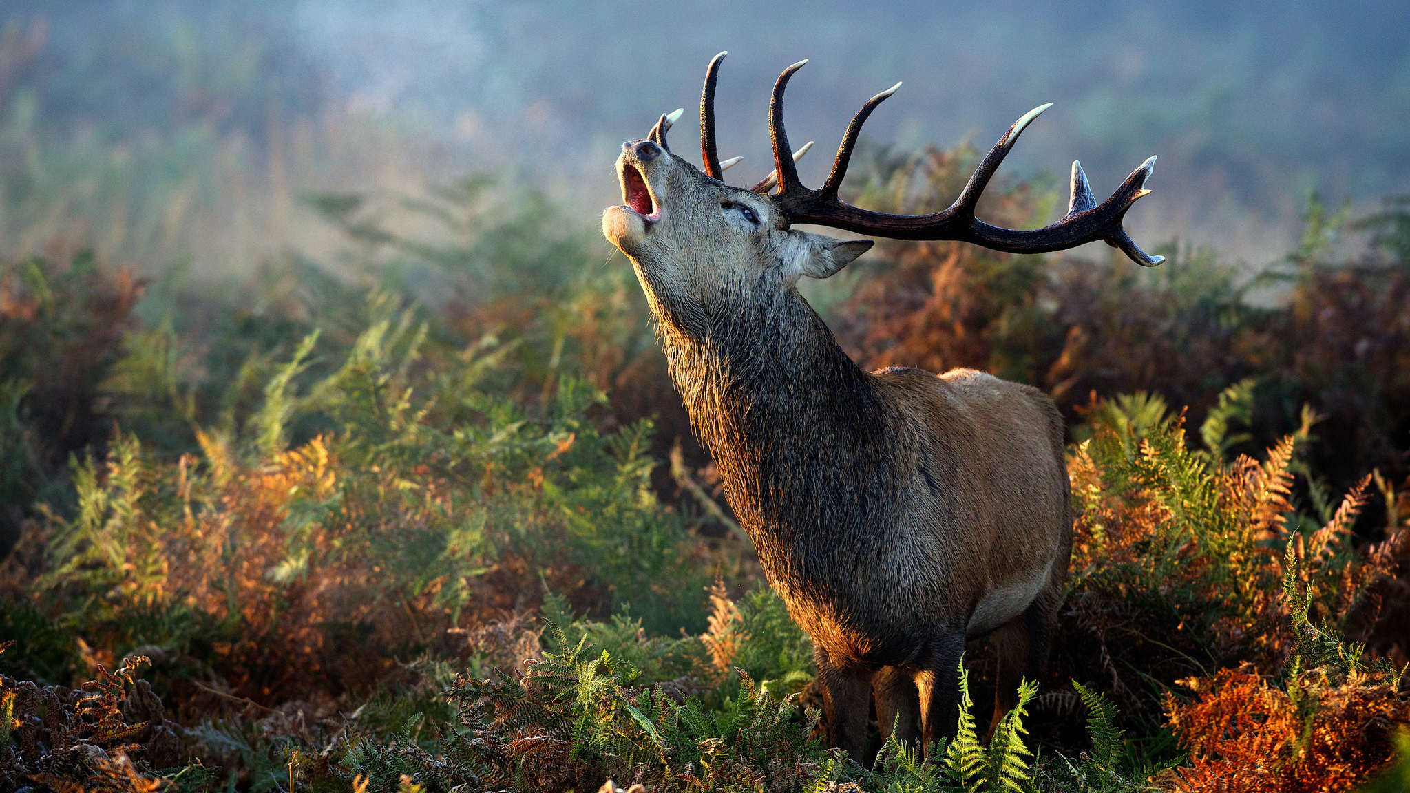 латунь, рога, рут