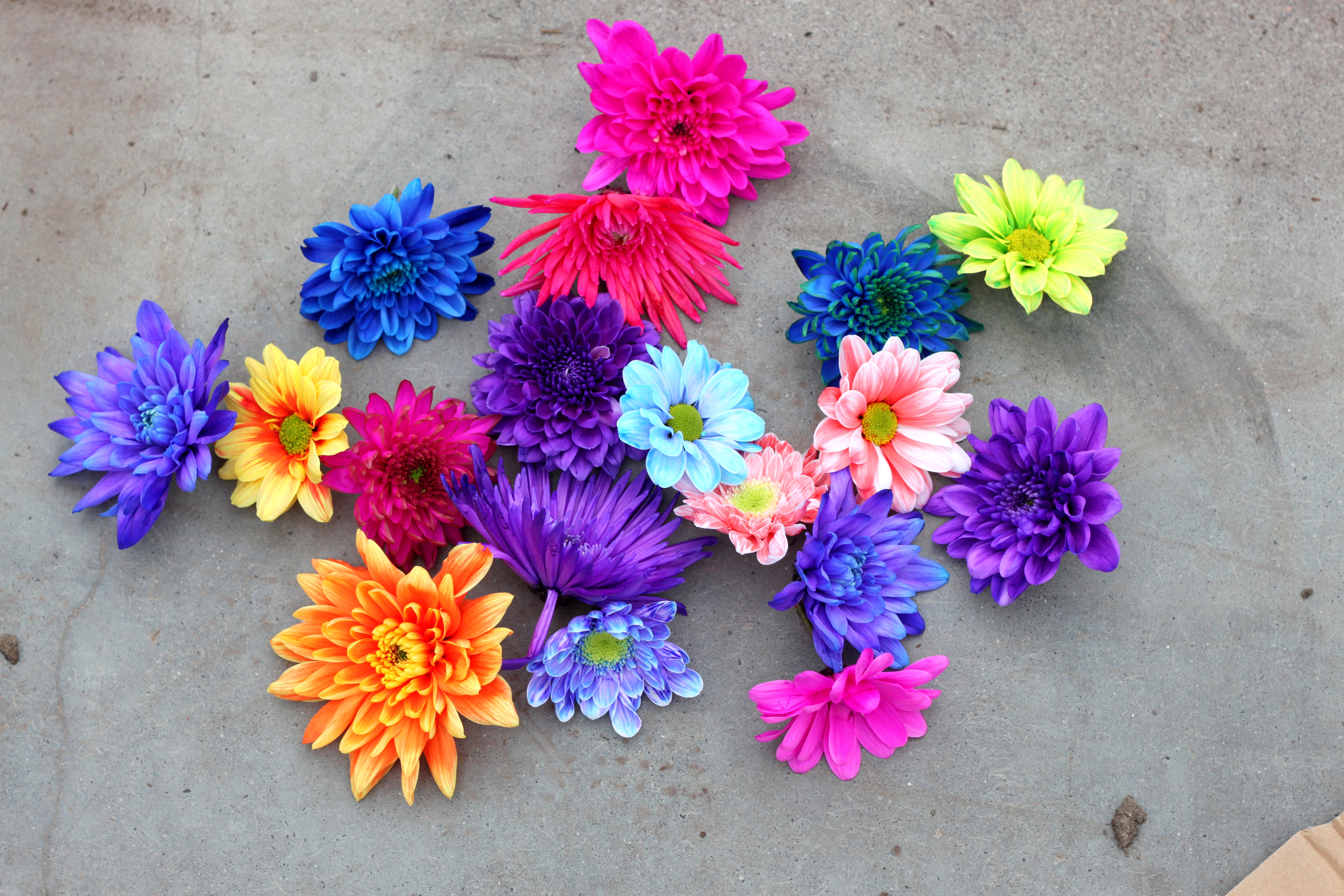 chrysanthemum, multicolor, фон