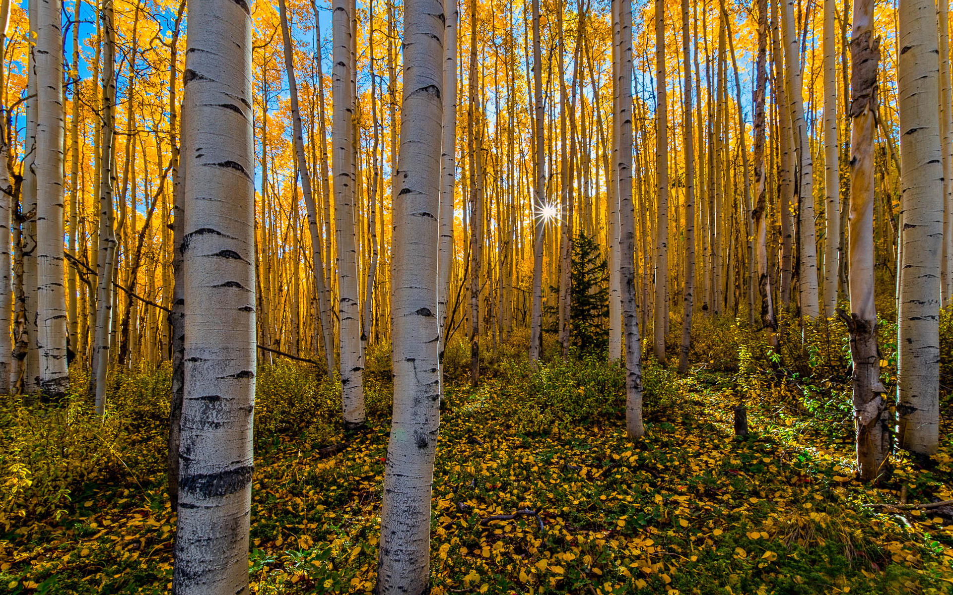 Природа 25015