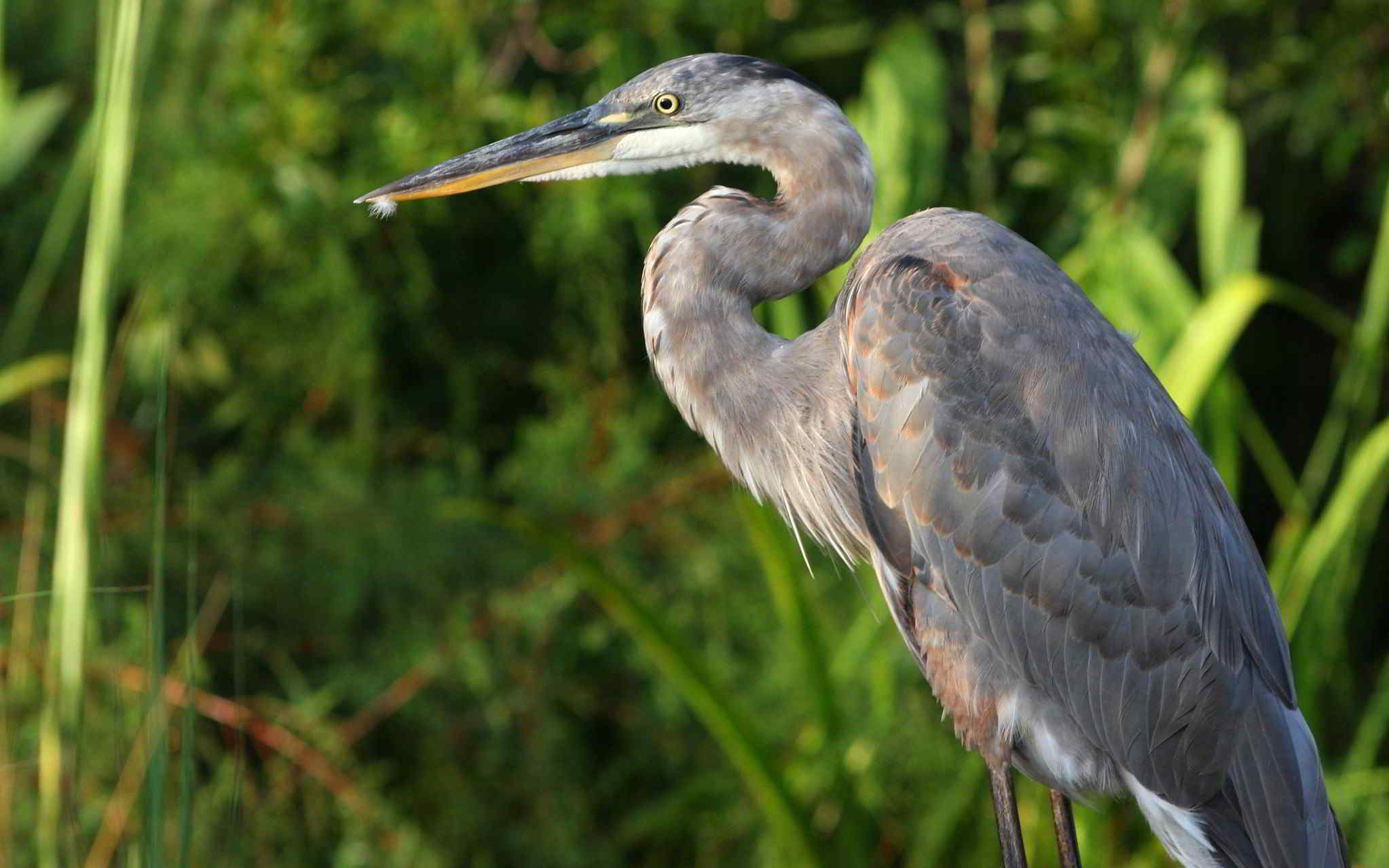 есть птица, которая стоит на столбе в траве