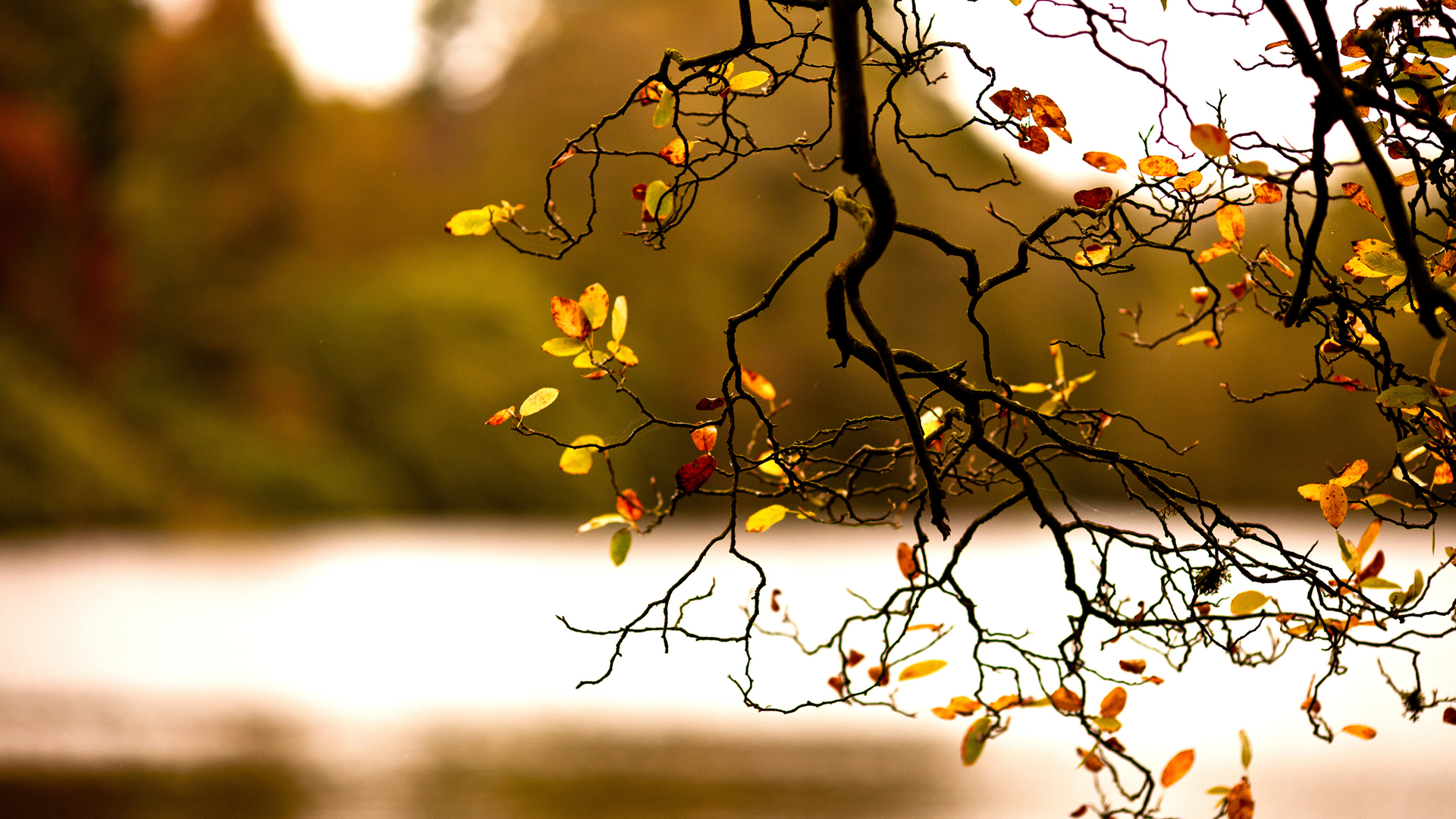 осень, разум, литературный номер 140919 Разрешение 1920x1080