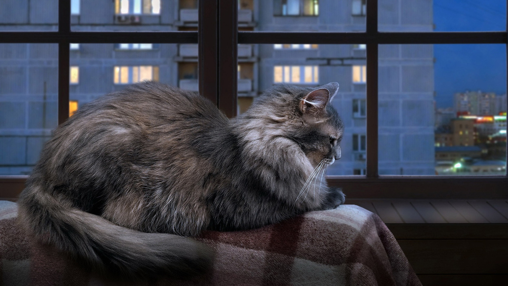 фото, роялти