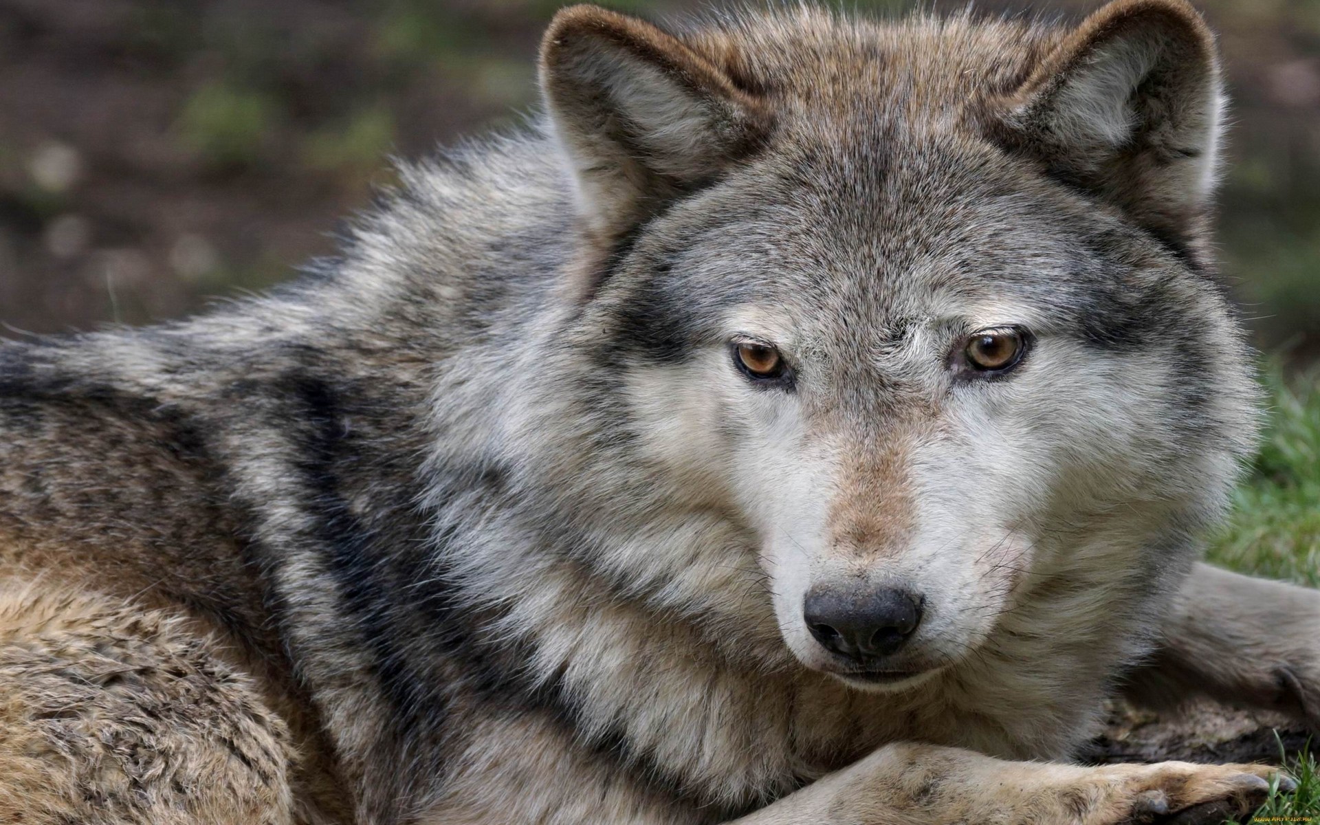 wolfdog
