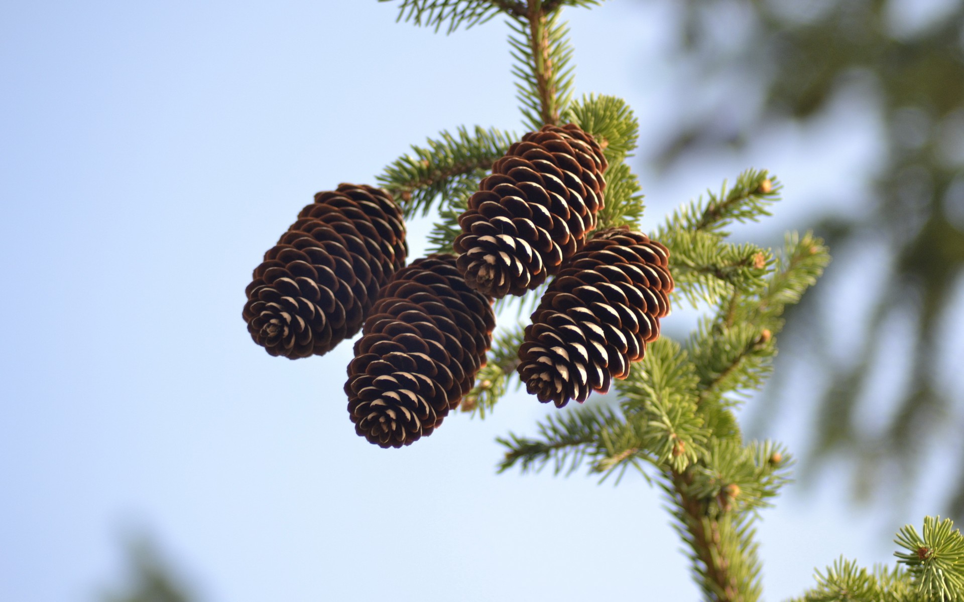 cone