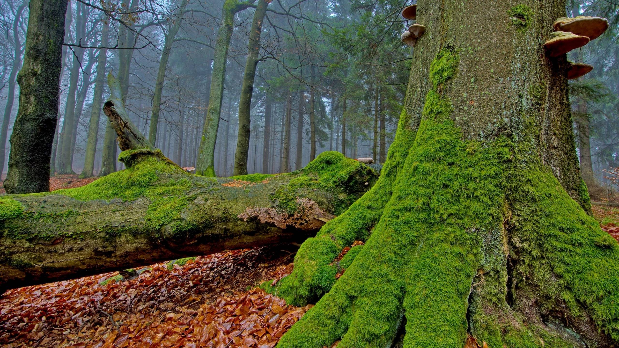 мох, полезно